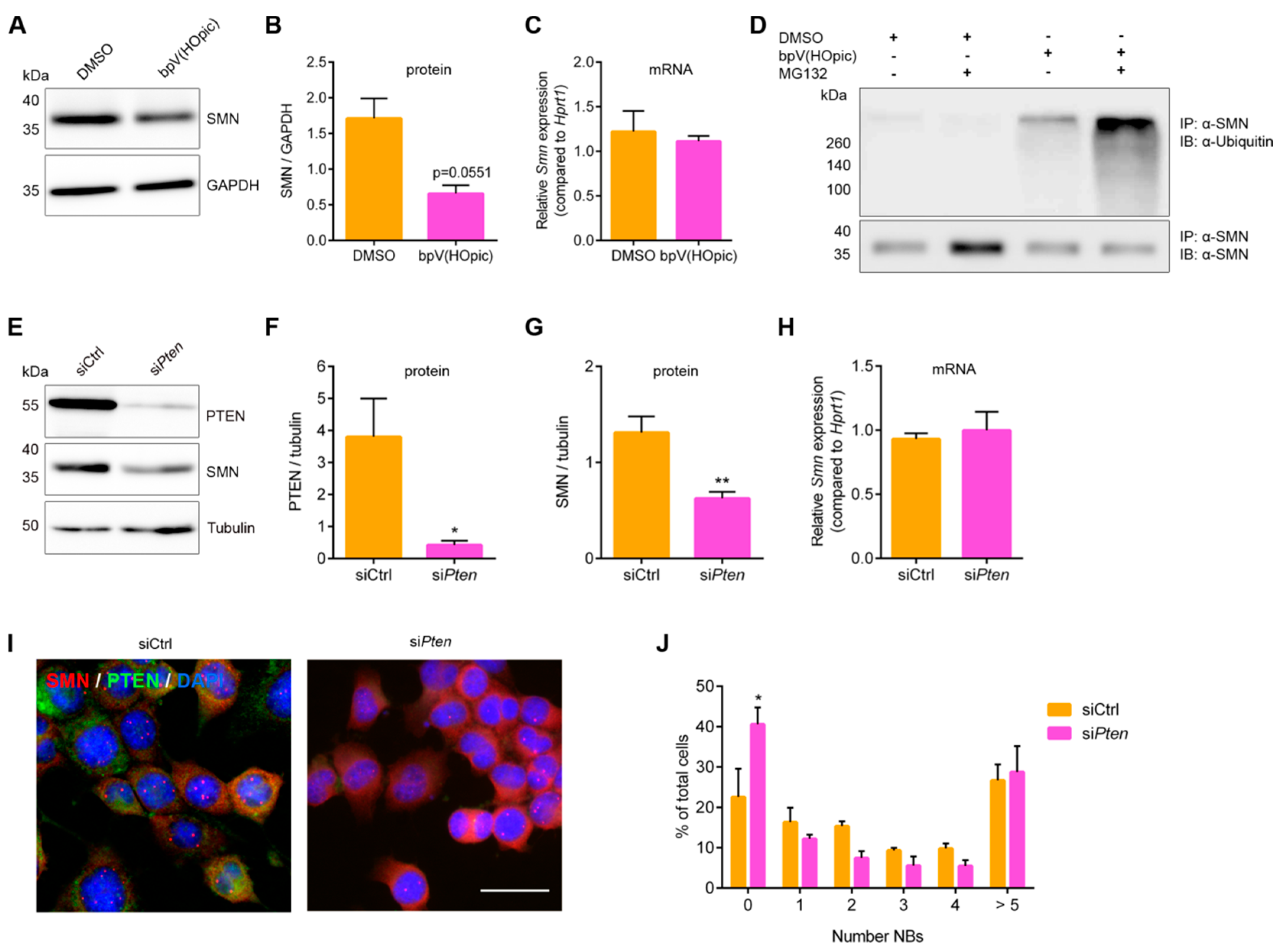 Cells 09 02405 g005 Cells 09 02405 g005