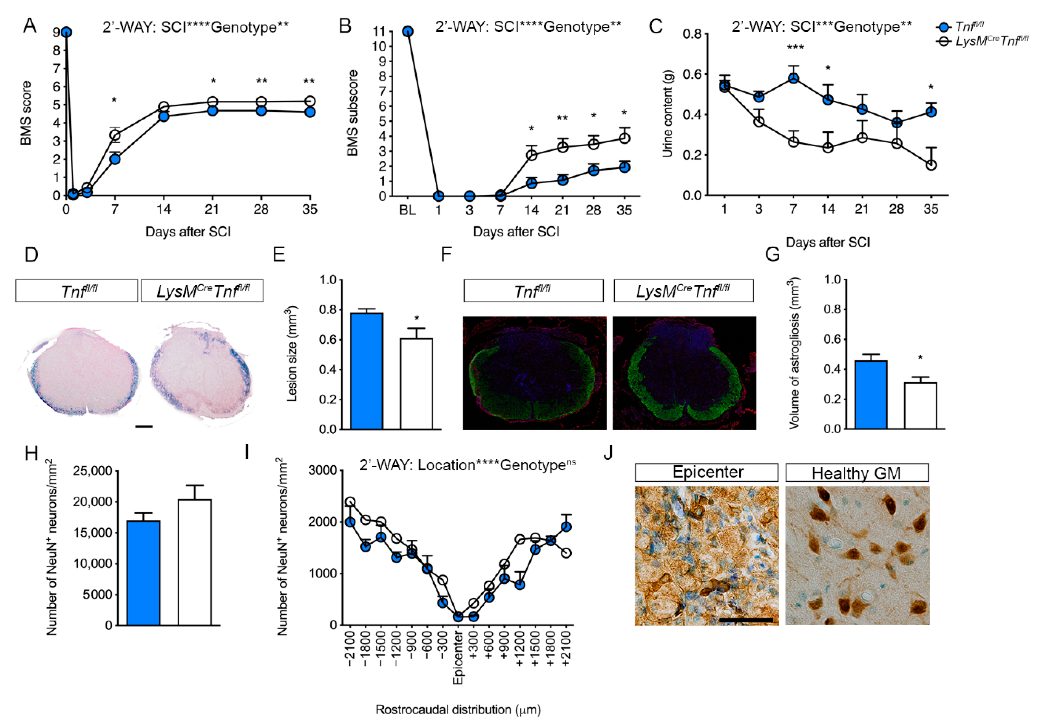 Cells 09 02407 g001 Cells 09 02407 g001