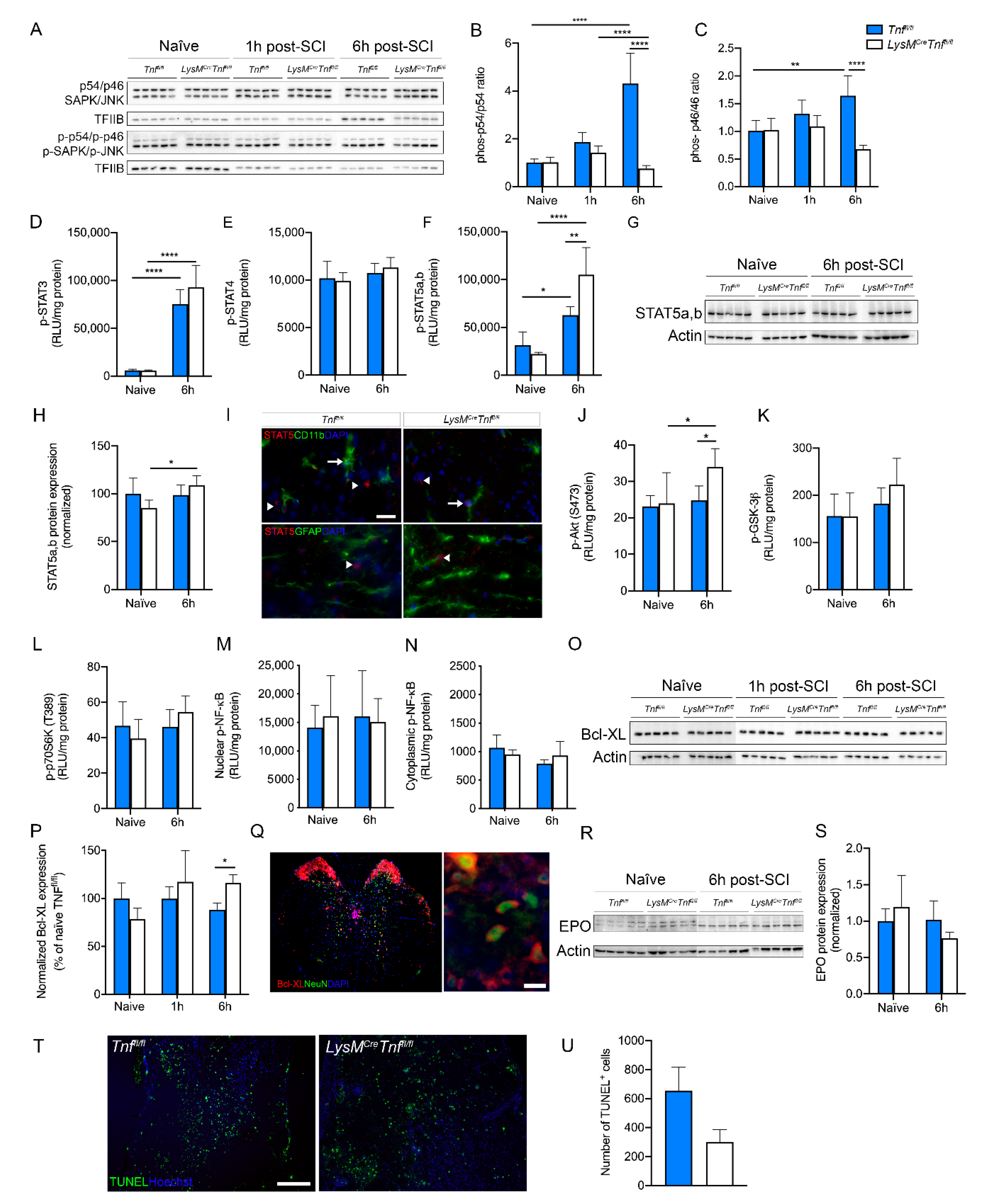 Cells 09 02407 g005 Cells 09 02407 g005