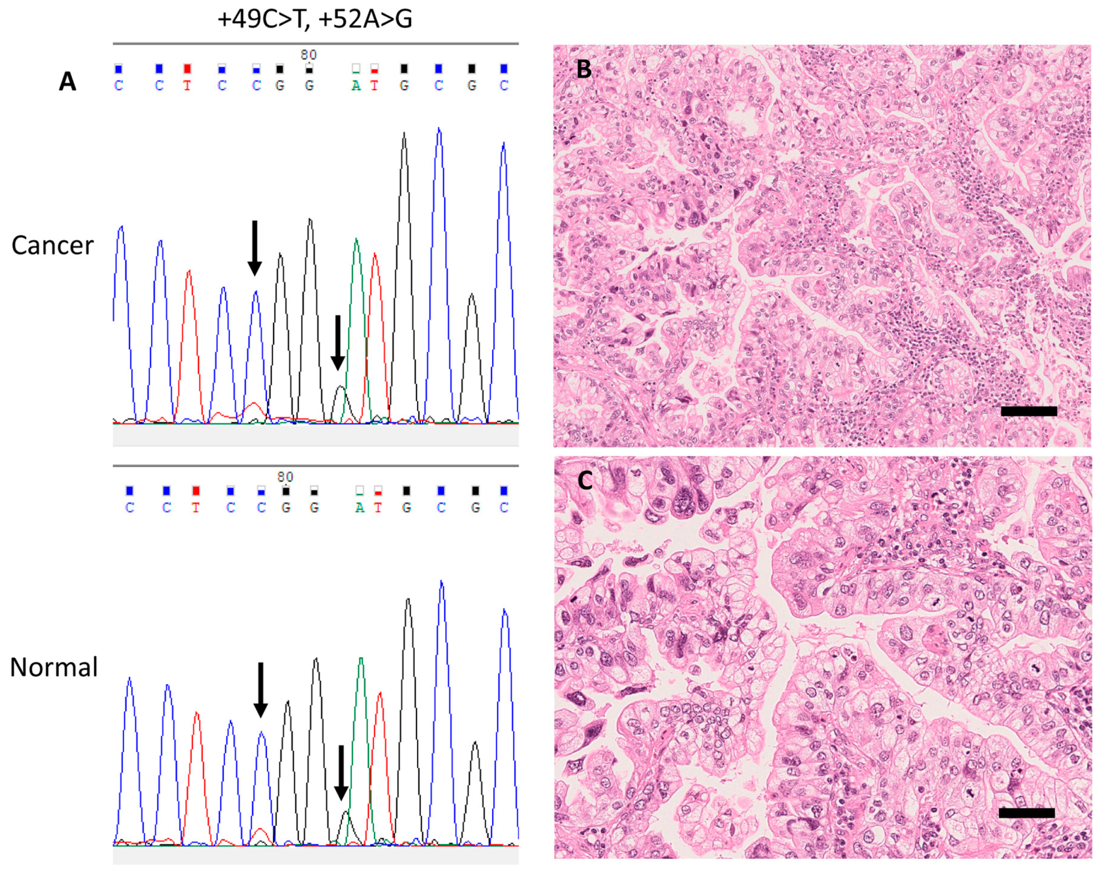 Cells 09 02409 g003 Cells 09 02409 g003