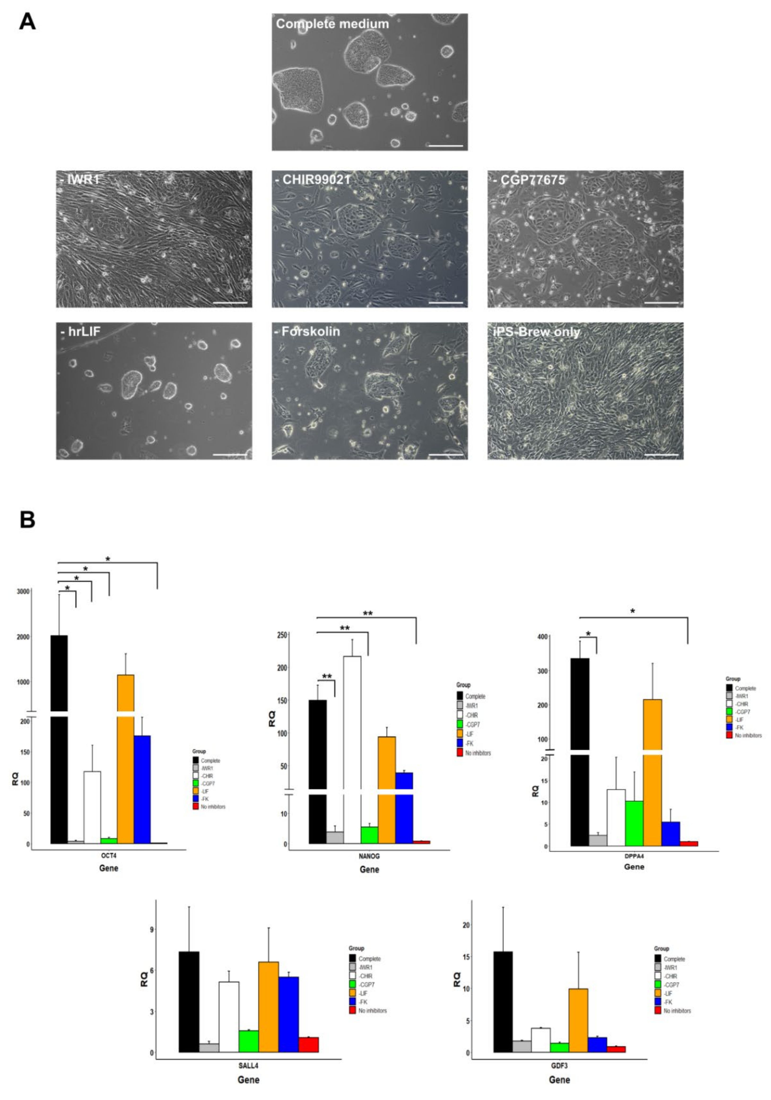 Cells 09 02422 g006 Cells 09 02422 g006
