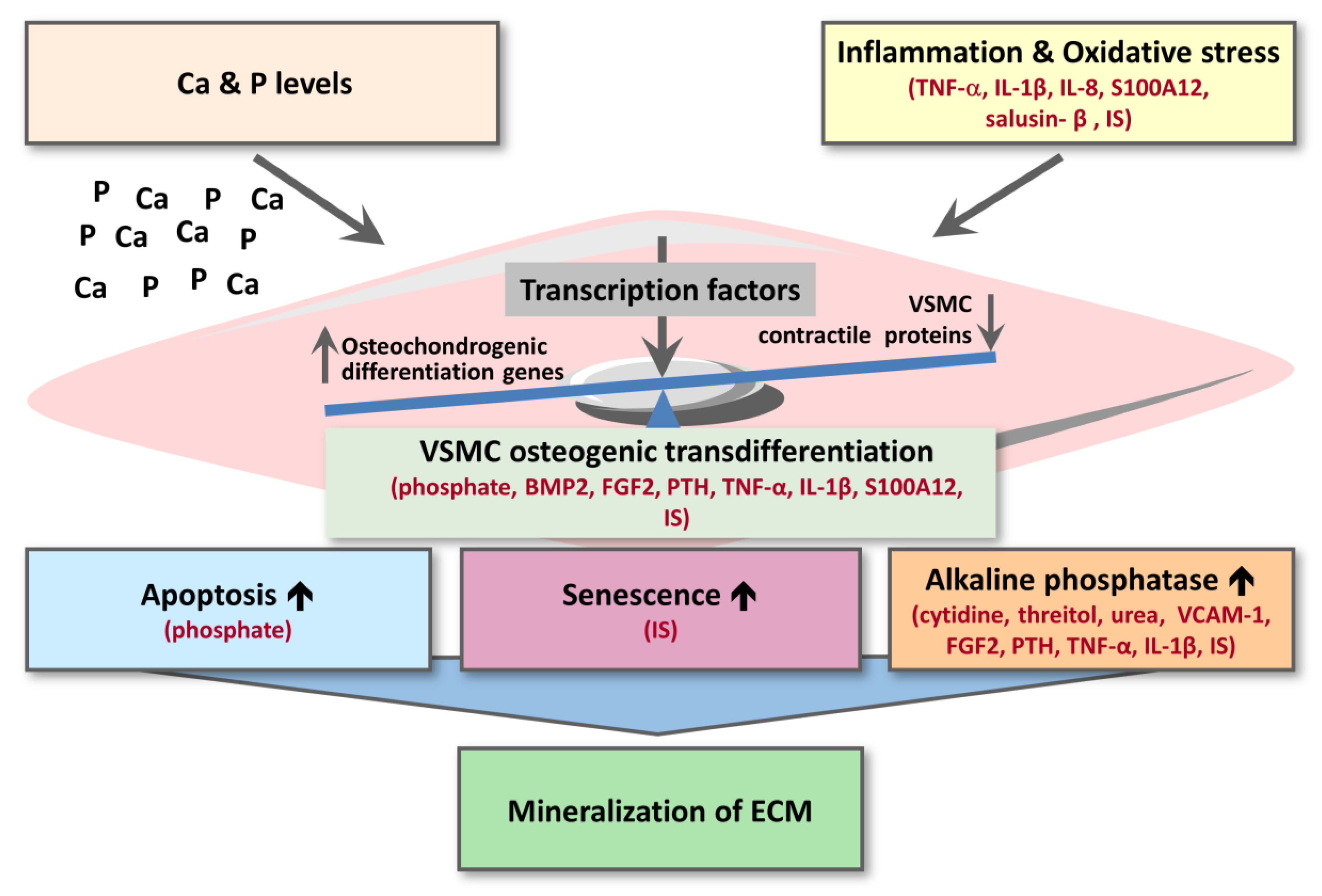 Cells 09 02428 g003 Cells 09 02428 g003