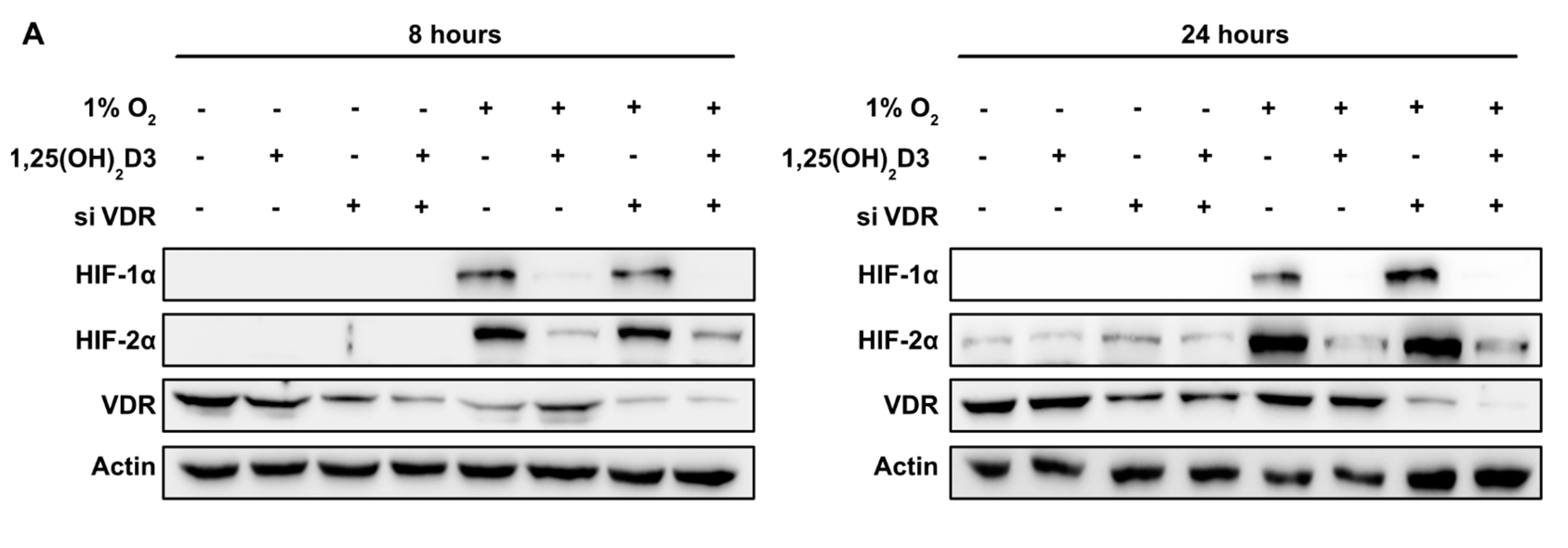 Cells 09 02440 g004a Cells 09 02440 g004a