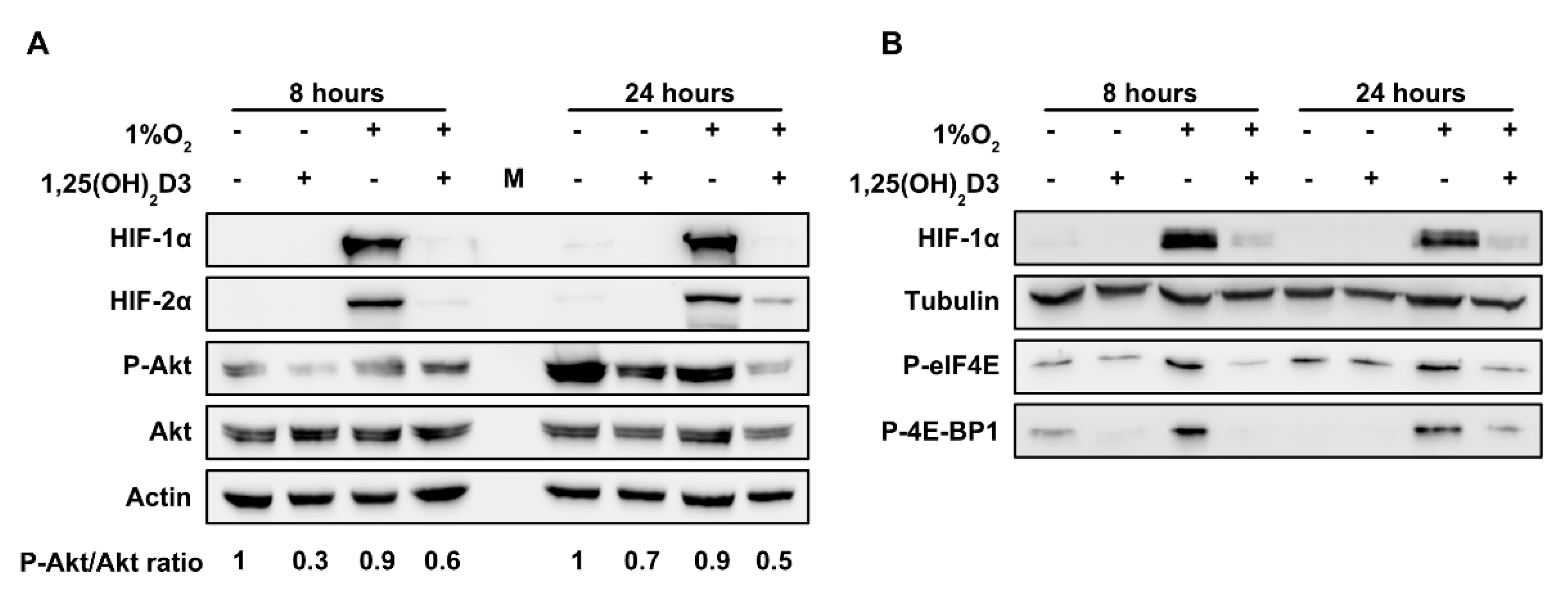 Cells 09 02440 g007 Cells 09 02440 g007