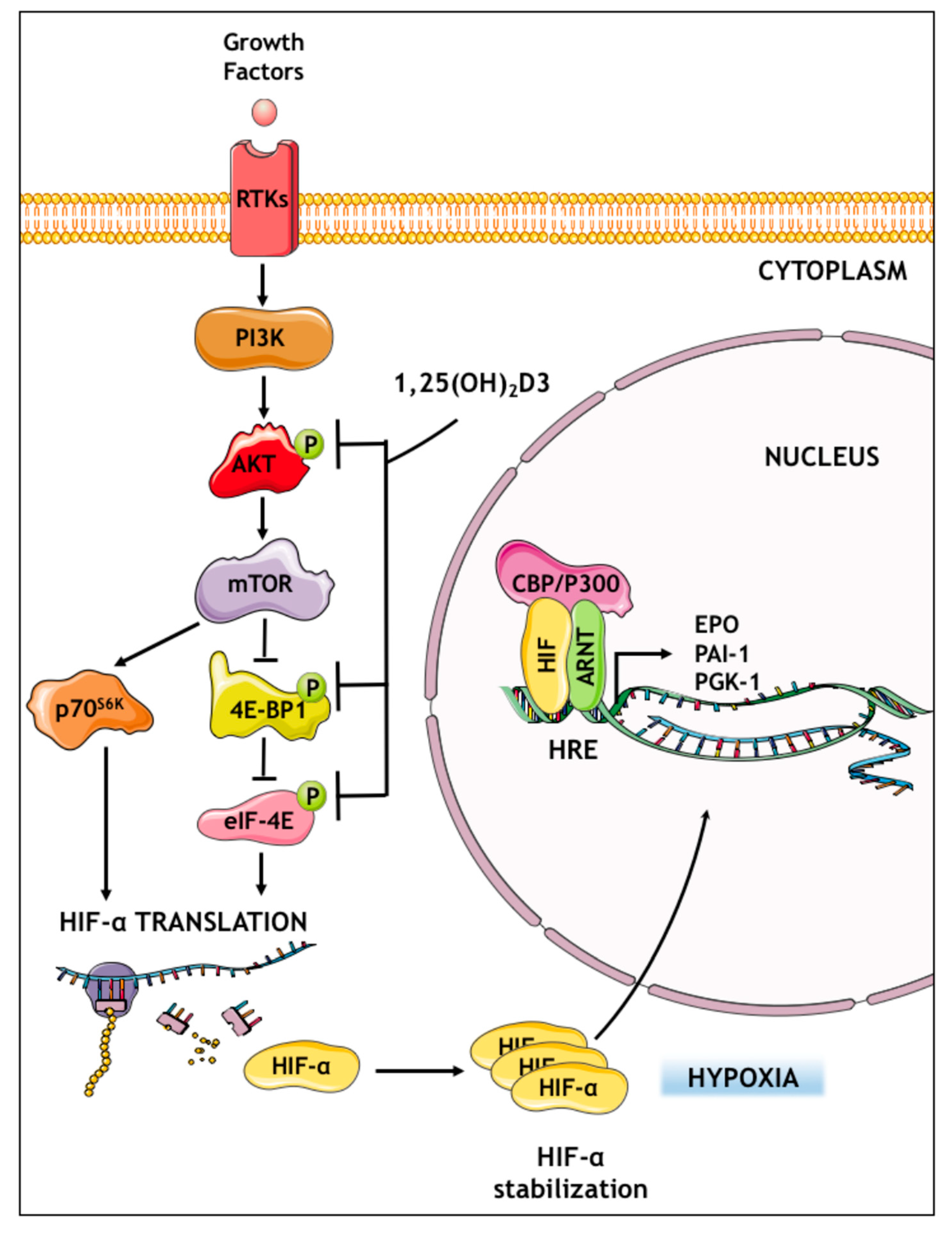 Cells 09 02440 g008 Cells 09 02440 g008