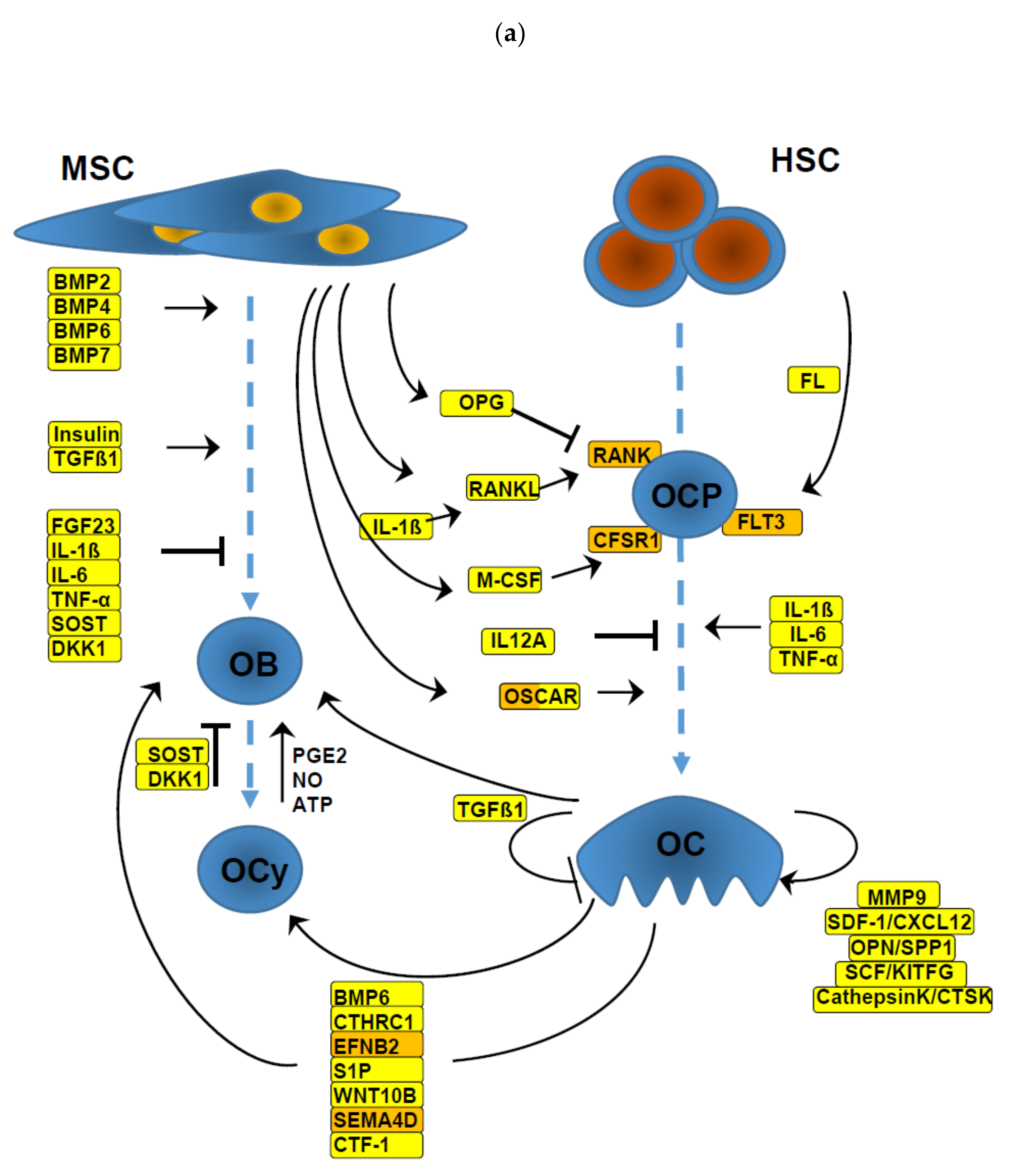 Cells 09 02443 g002a