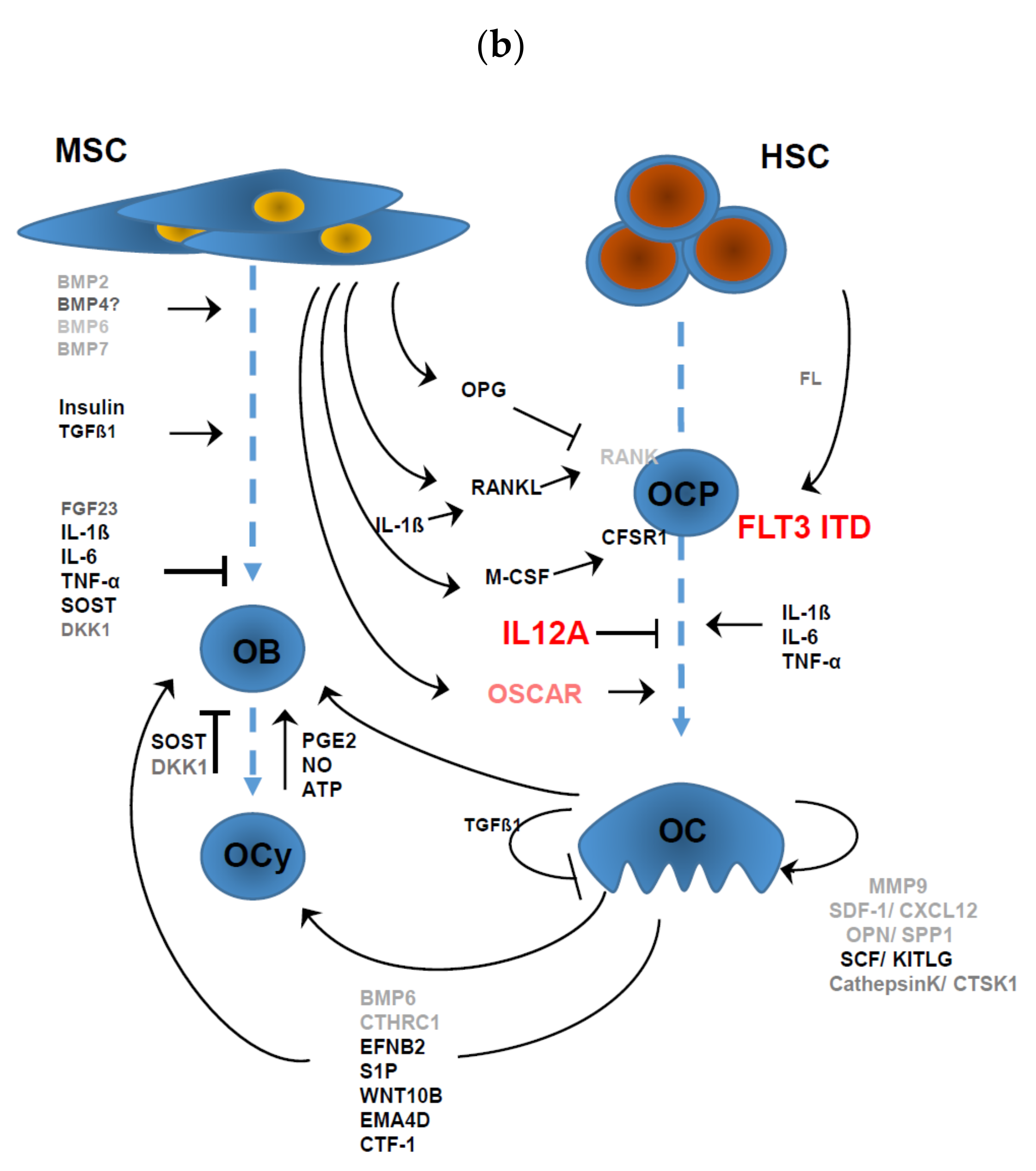 Cells 09 02443 g002b