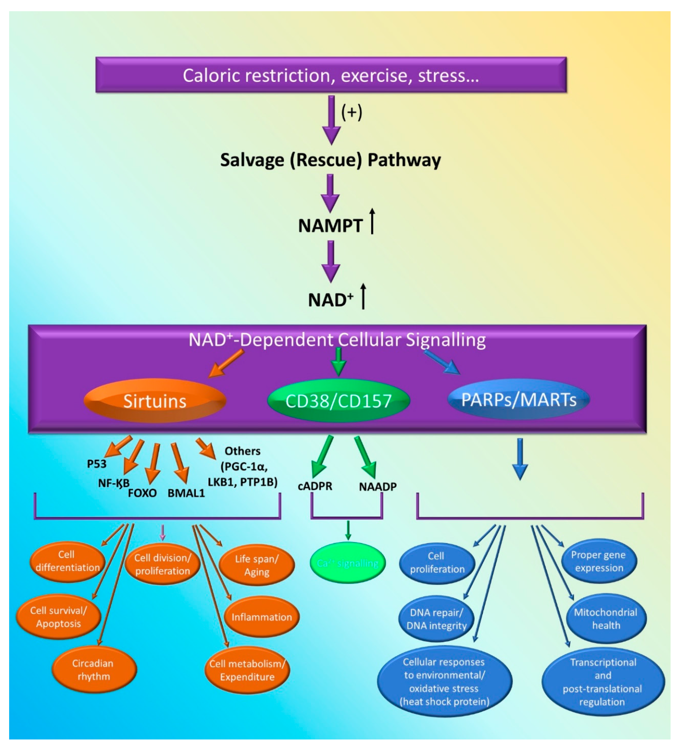 Cells 09 02444 g002 Cells 09 02444 g002