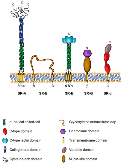 Cells | Free Full-Text | Scavenger Receptors as Biomarkers and Therapeutic Targets in Cardiovascular Disease | HTML Cells | Free Full-Text | Scavenger Receptors as Biomarkers and Therapeutic Targets in Cardiovascular Disease | HTML