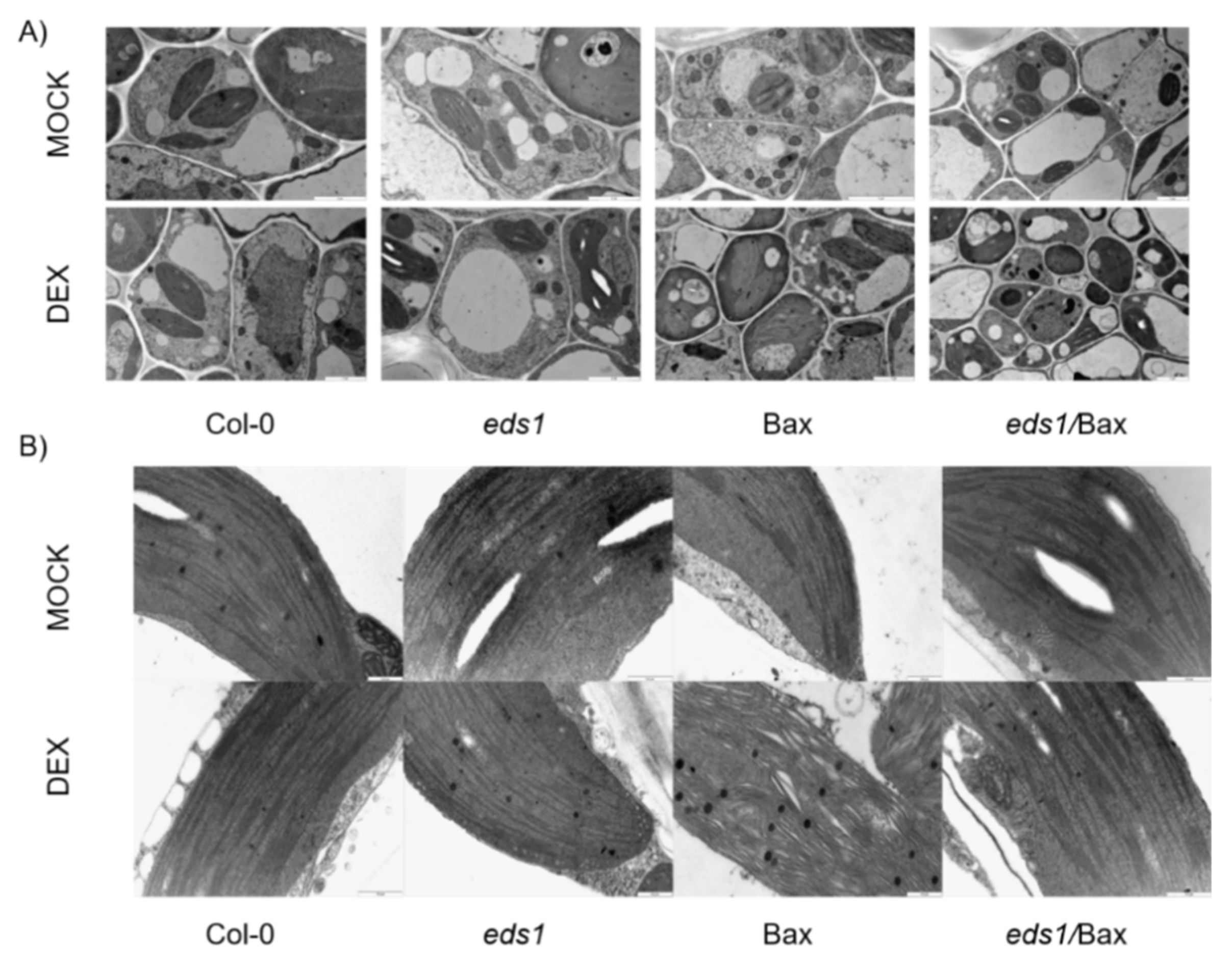 Cells 09 02454 g006 Cells 09 02454 g006