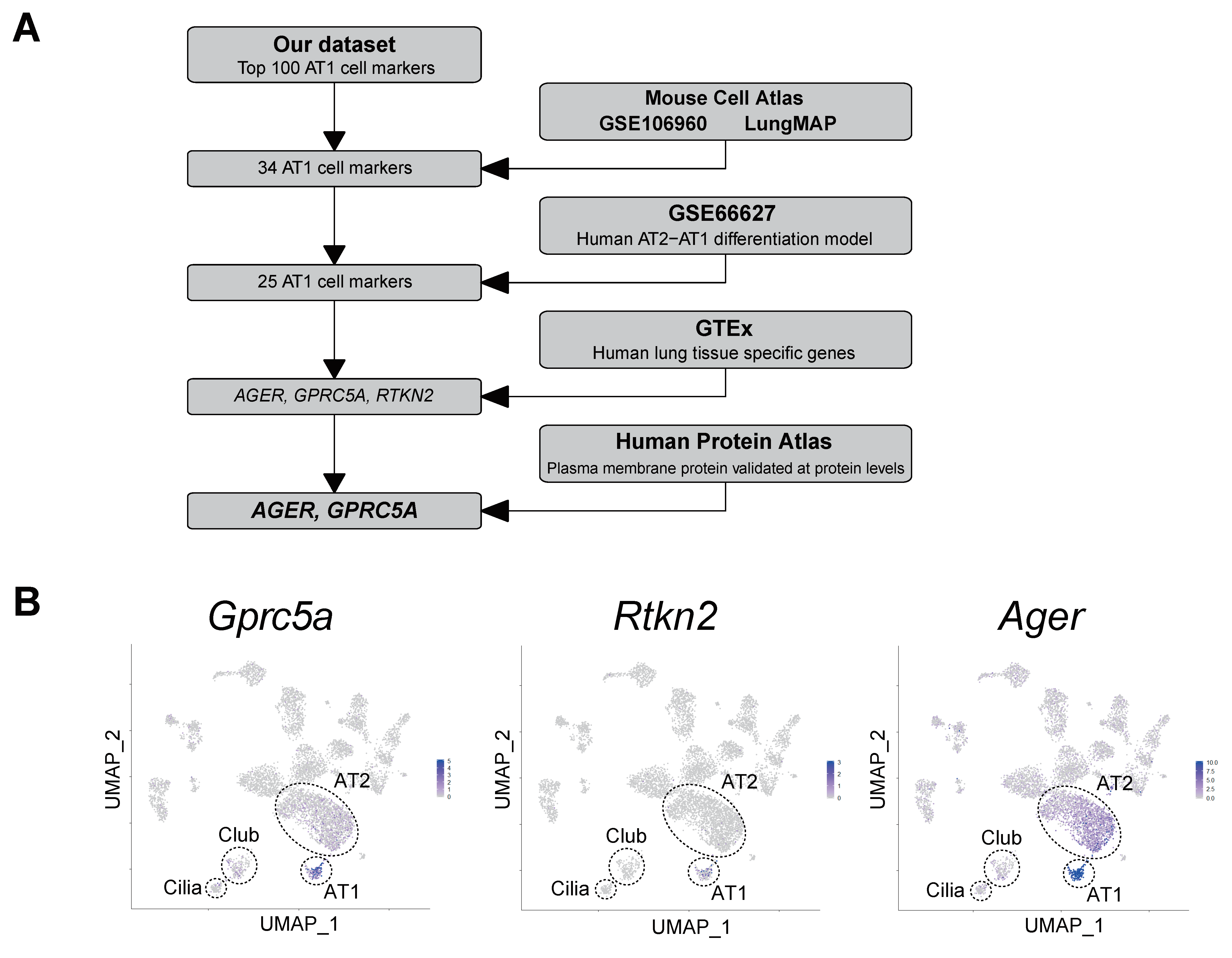 Cells 09 02460 g004a