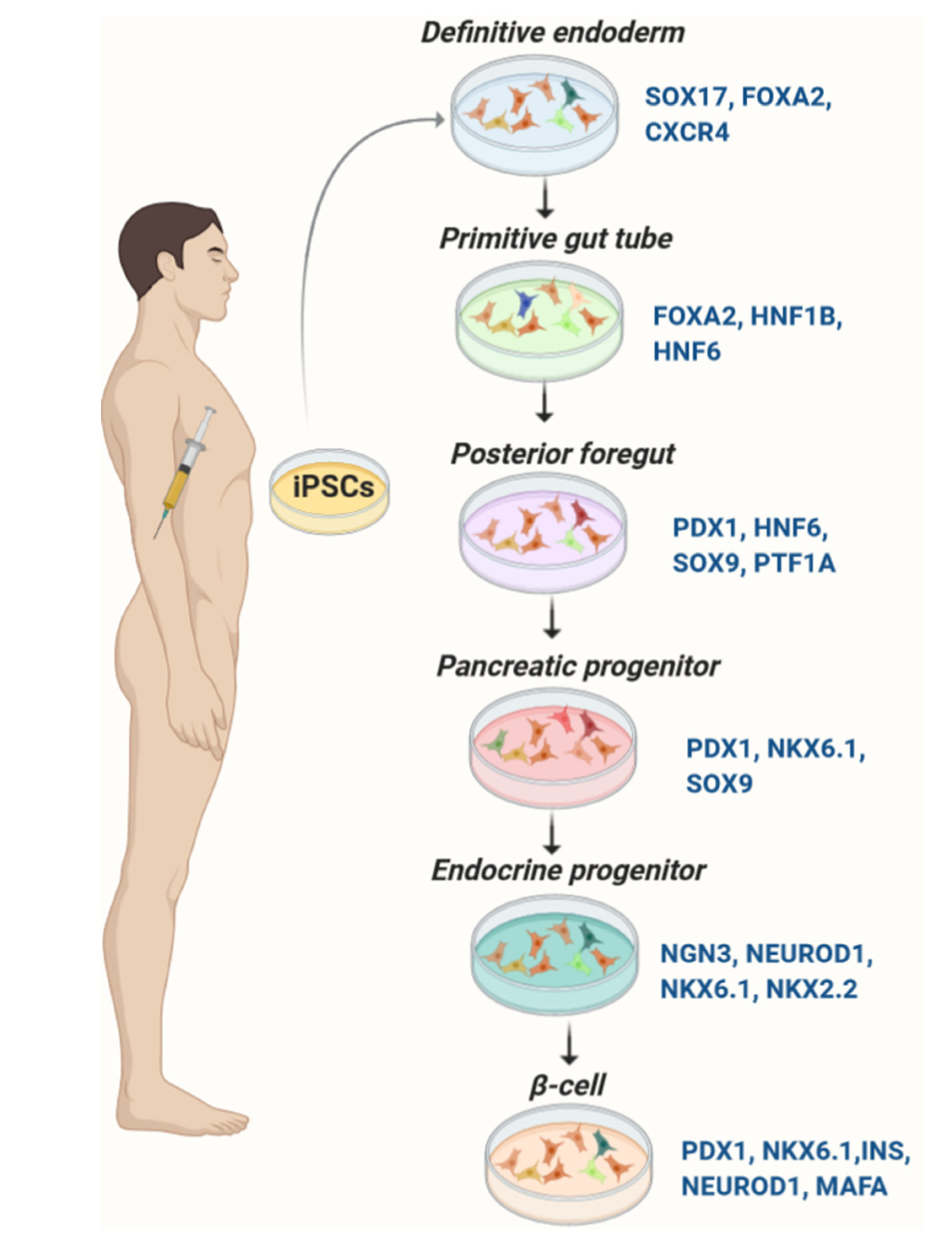 https://www.mdpi.com/cells/cells-09-02465/article_deploy/html/images/cells-09-02465-g001.png