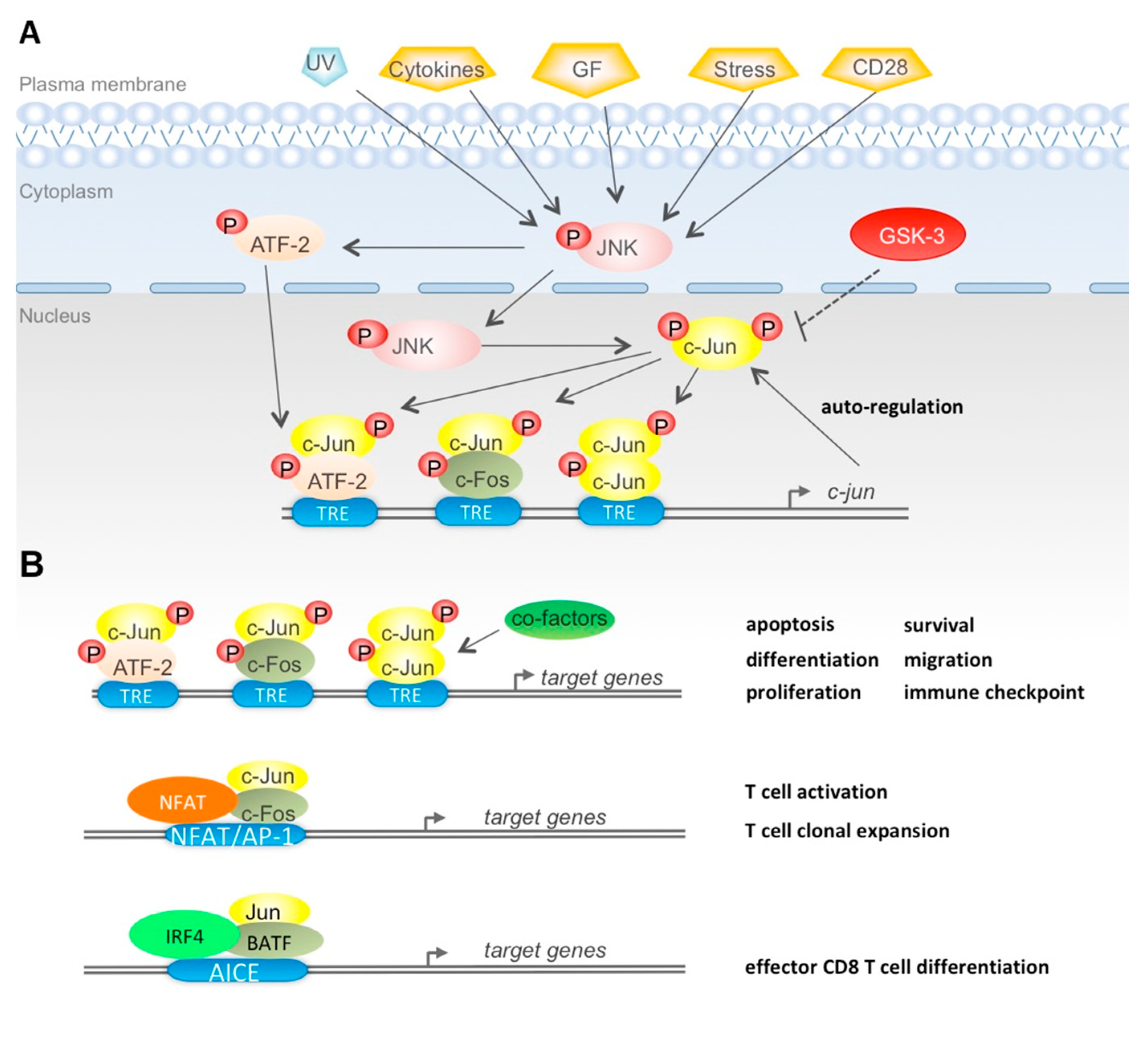 Cells | Free Full-Text | The Multifaceted Output of c-Jun