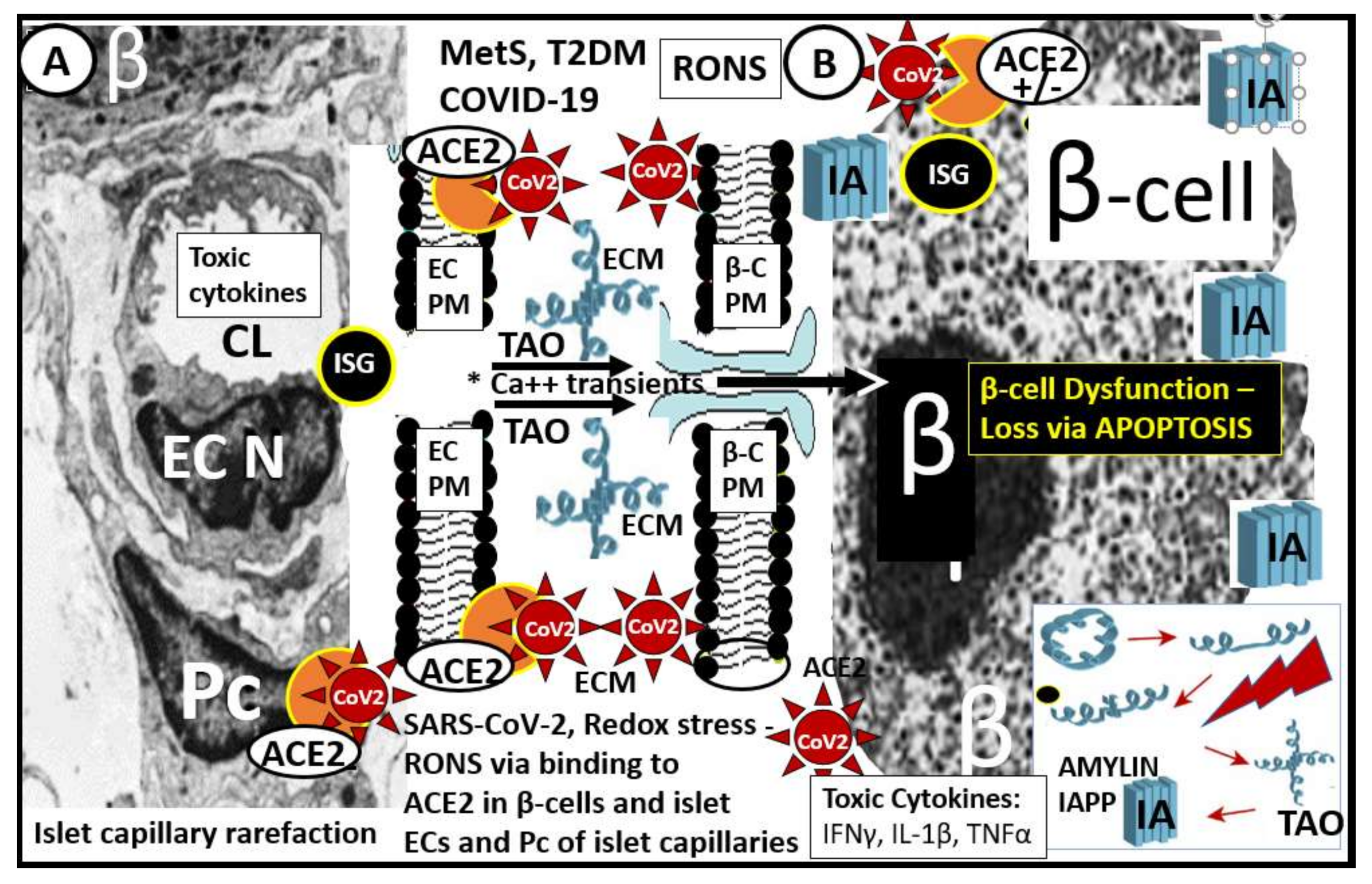 Cells 09 02475 g002 Cells 09 02475 g002