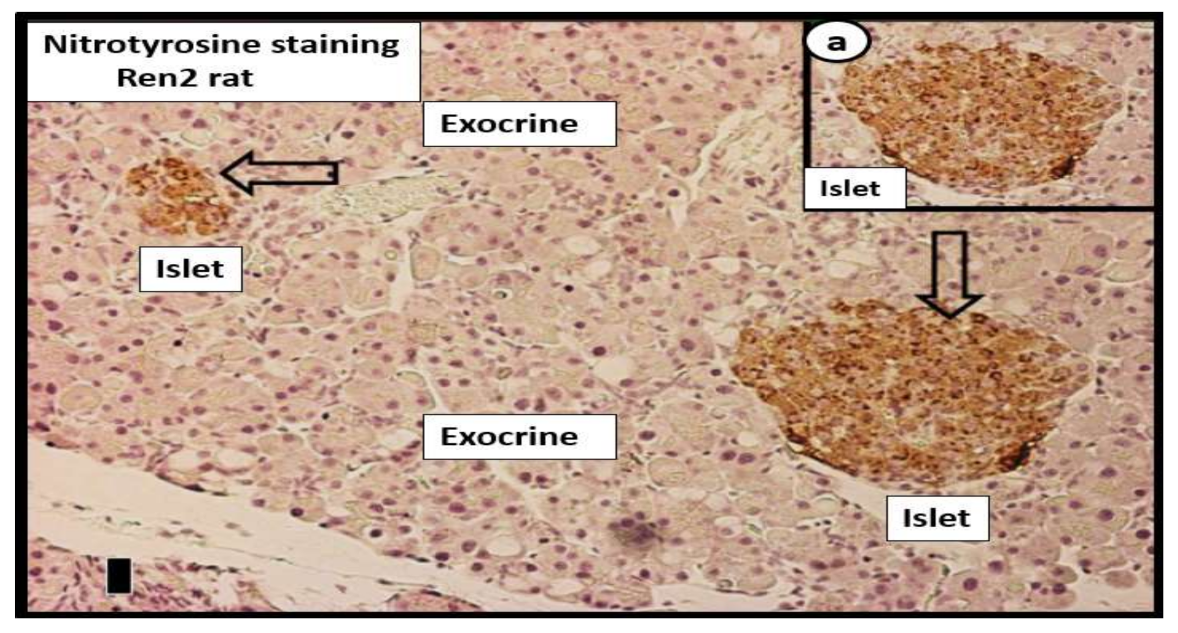 Cells 09 02475 g006 Cells 09 02475 g006