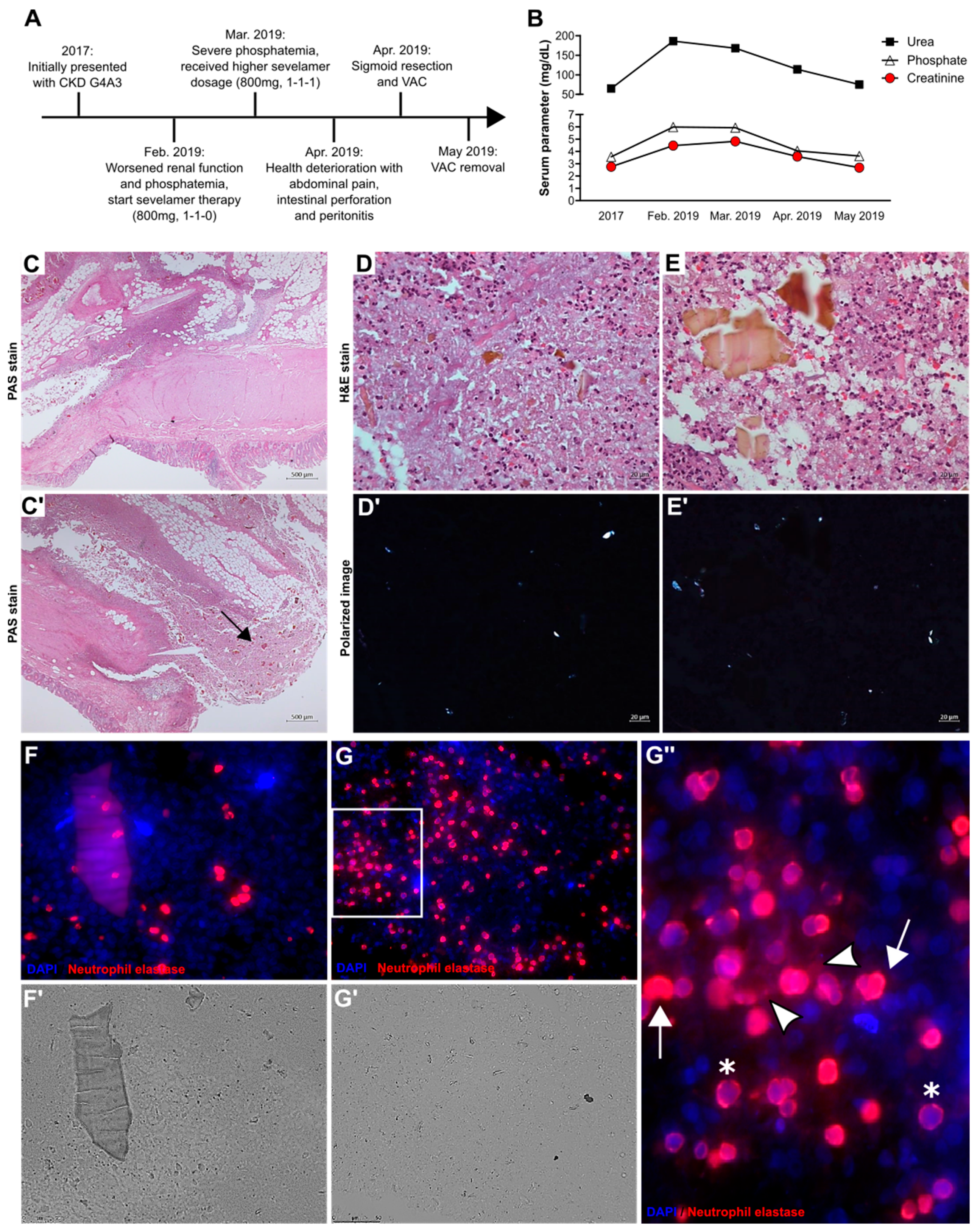 Cells 09 02481 g001 Cells 09 02481 g001