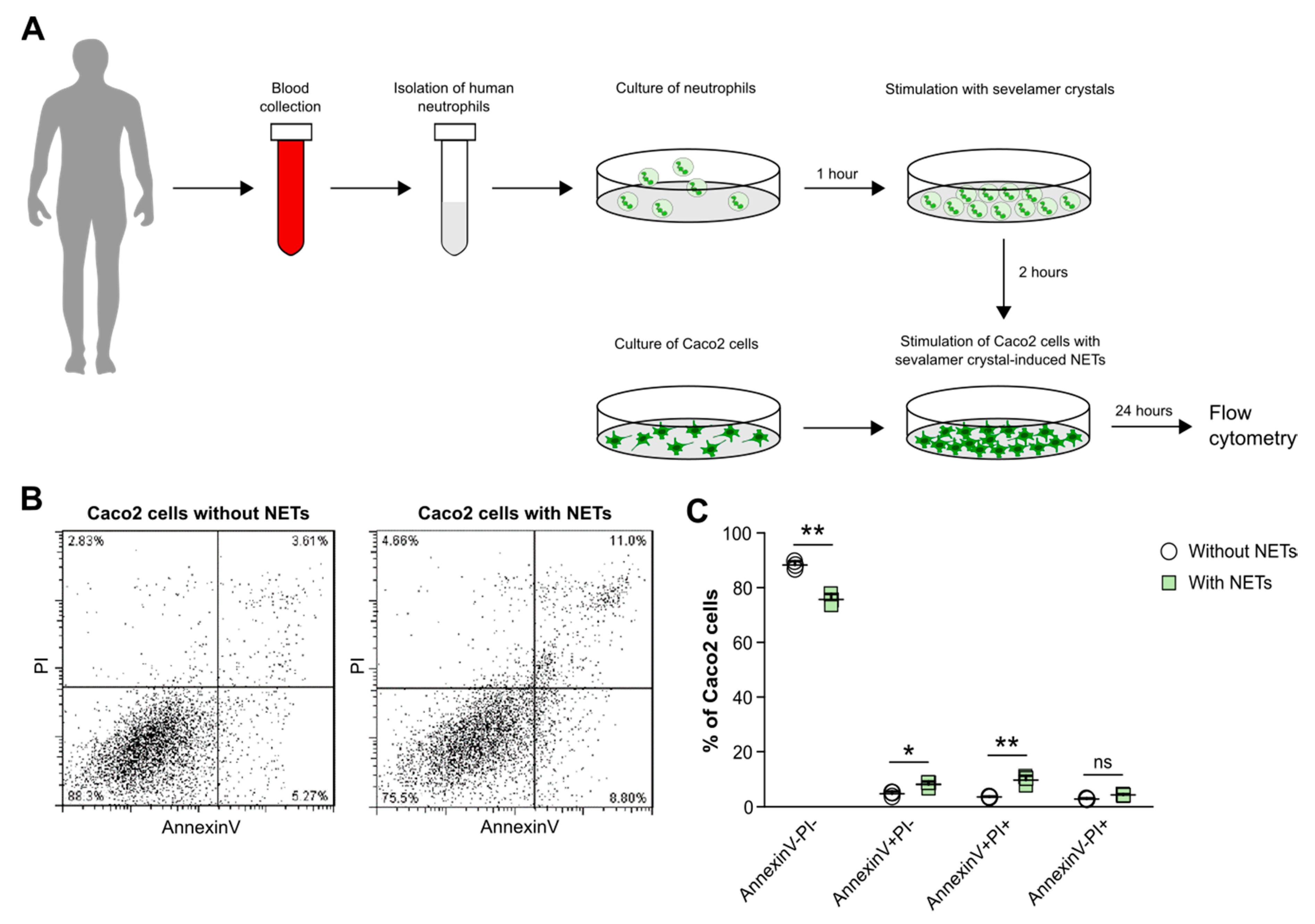 Cells 09 02481 g007 Cells 09 02481 g007