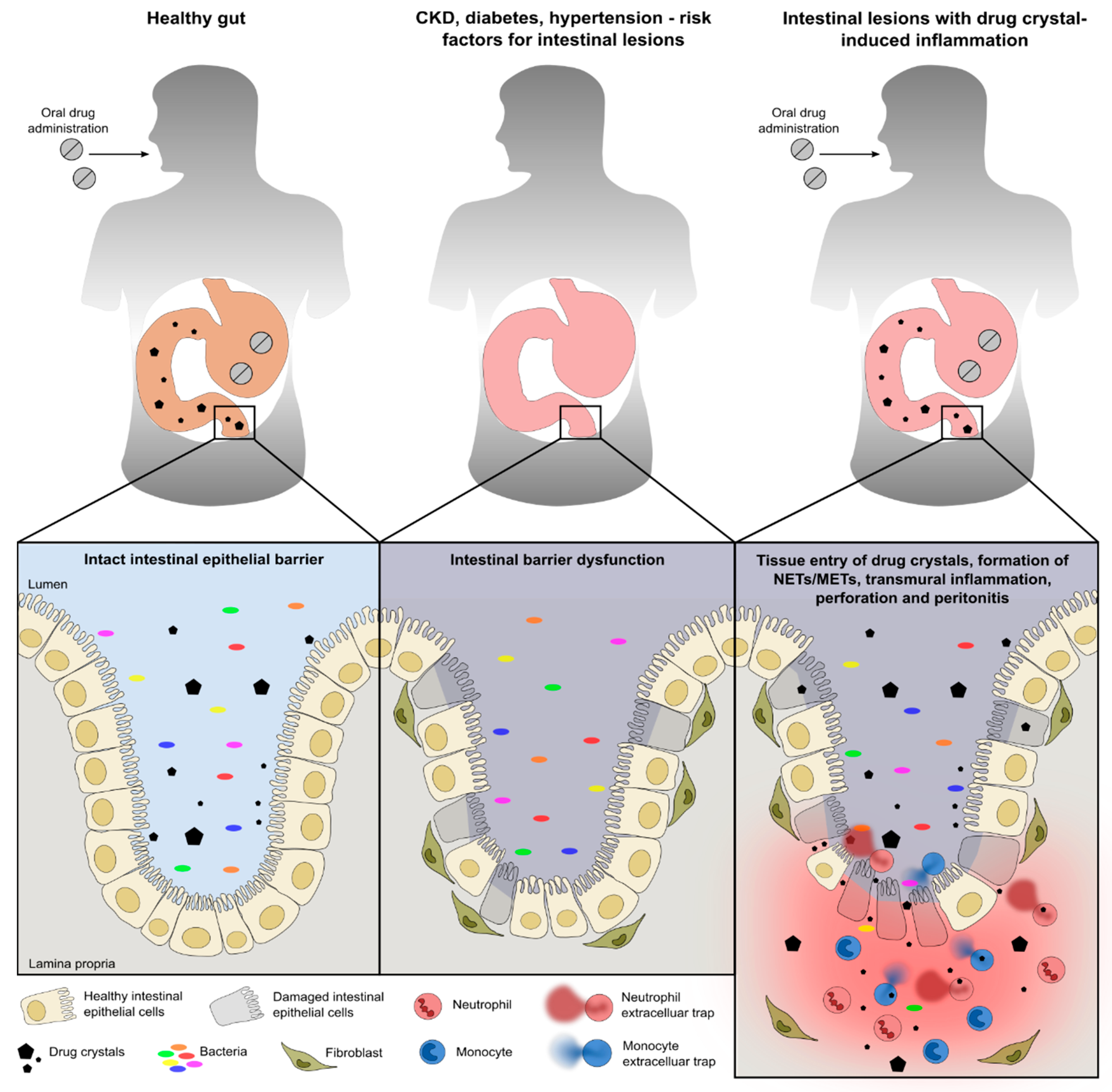Cells 09 02481 g008 Cells 09 02481 g008