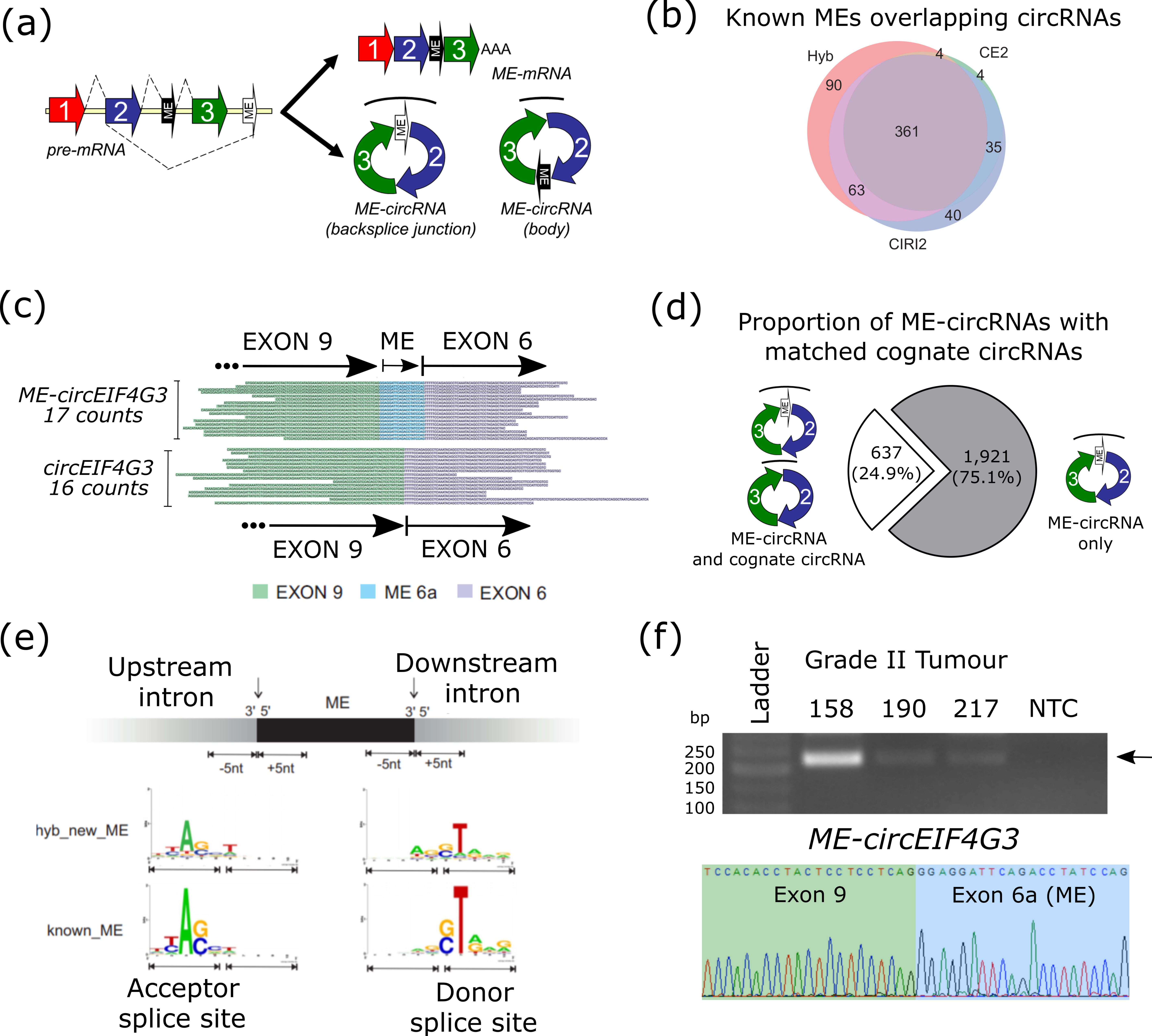 Cells 09 02488 g002 Cells 09 02488 g002