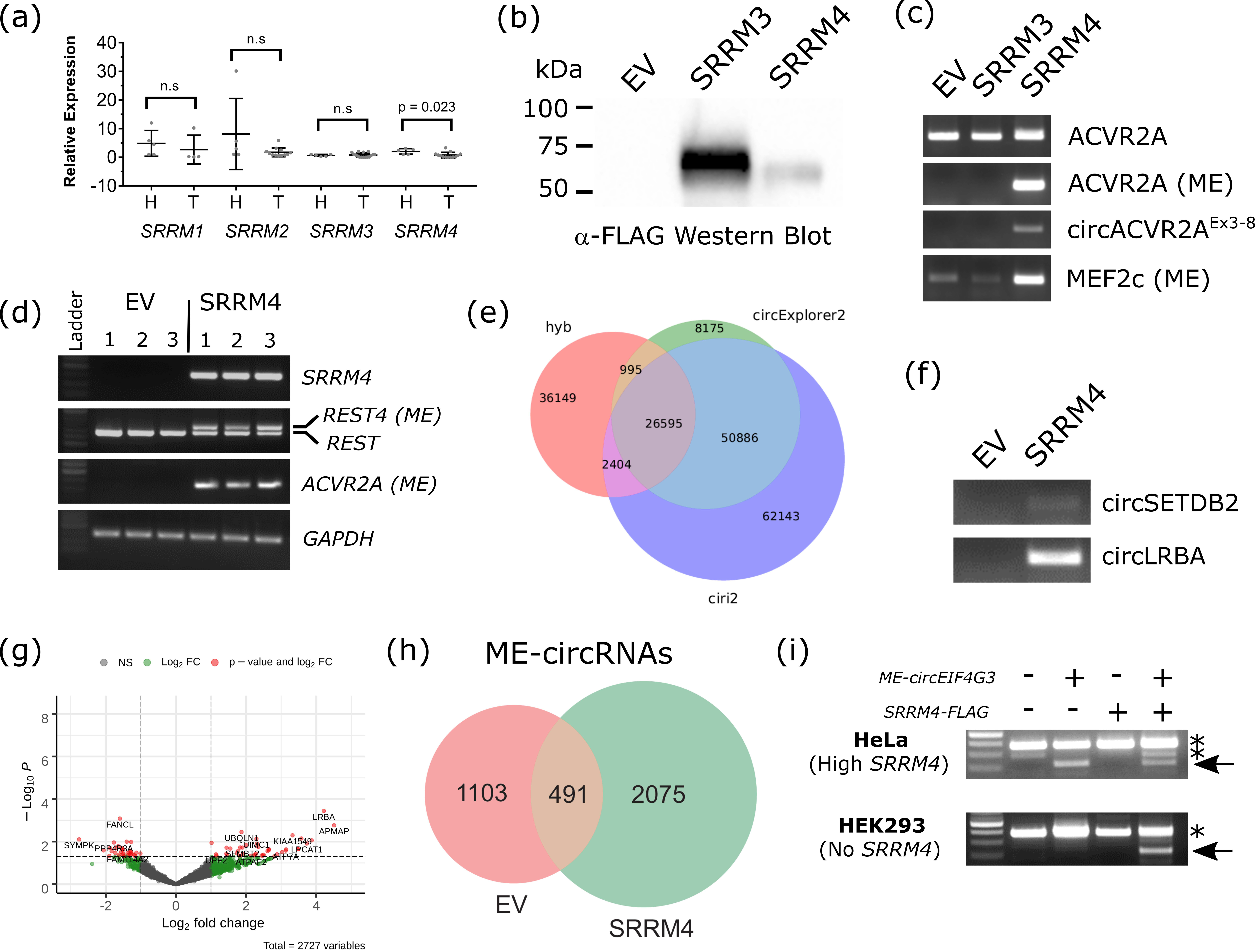 Cells 09 02488 g003 Cells 09 02488 g003
