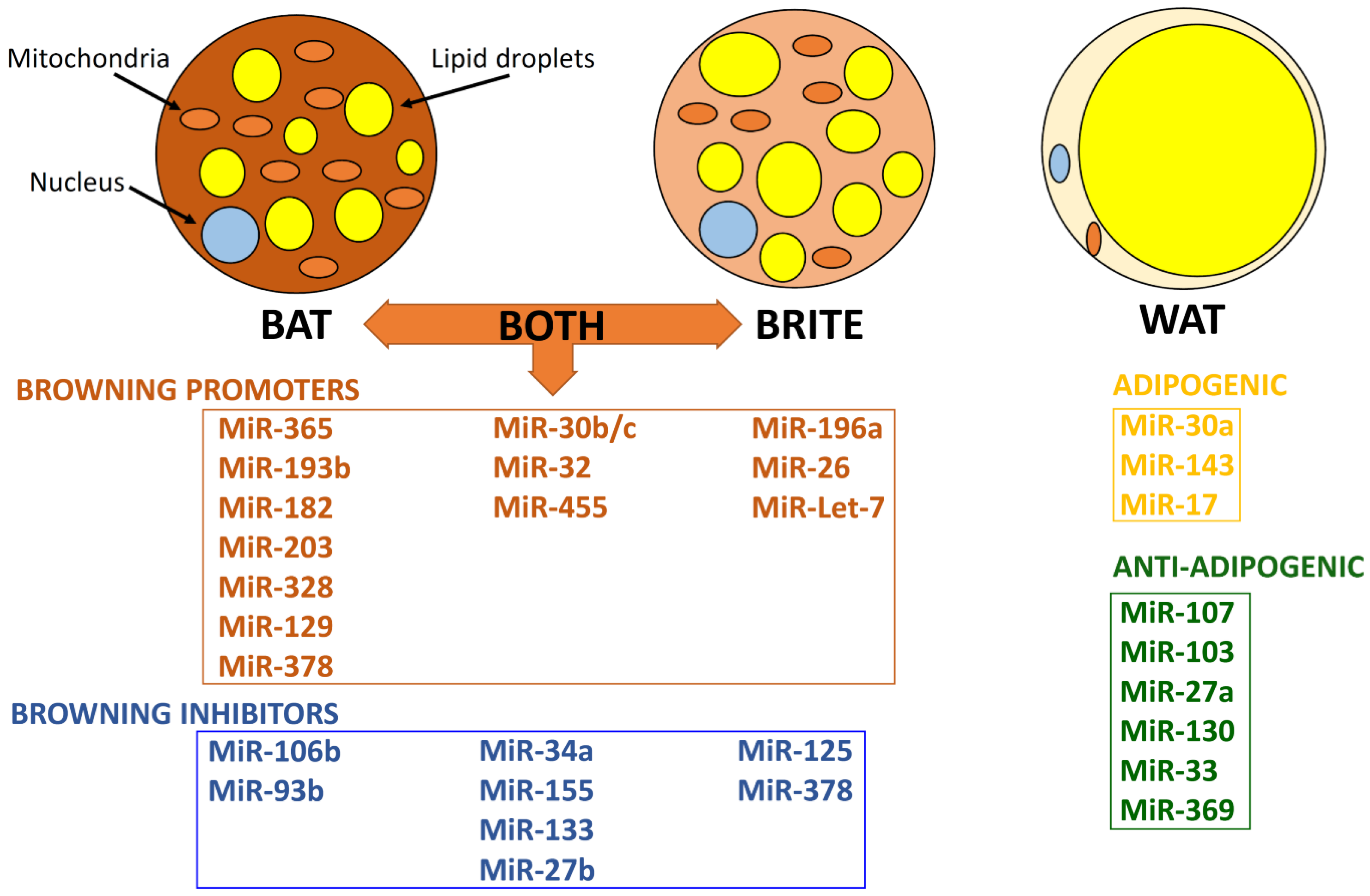 Cells 09 02489 g002 Cells 09 02489 g002