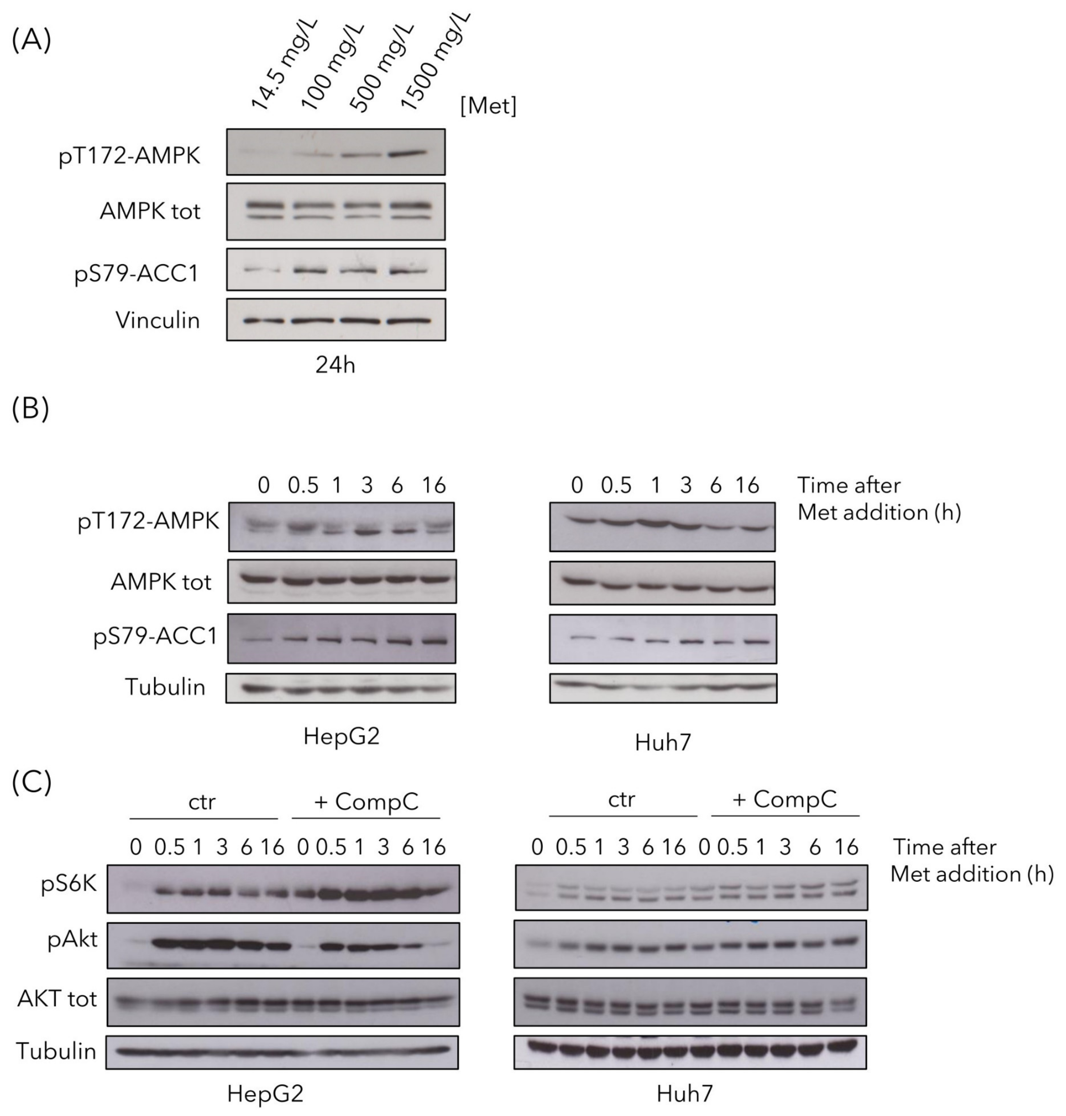 Cells 09 02491 g006 Cells 09 02491 g006