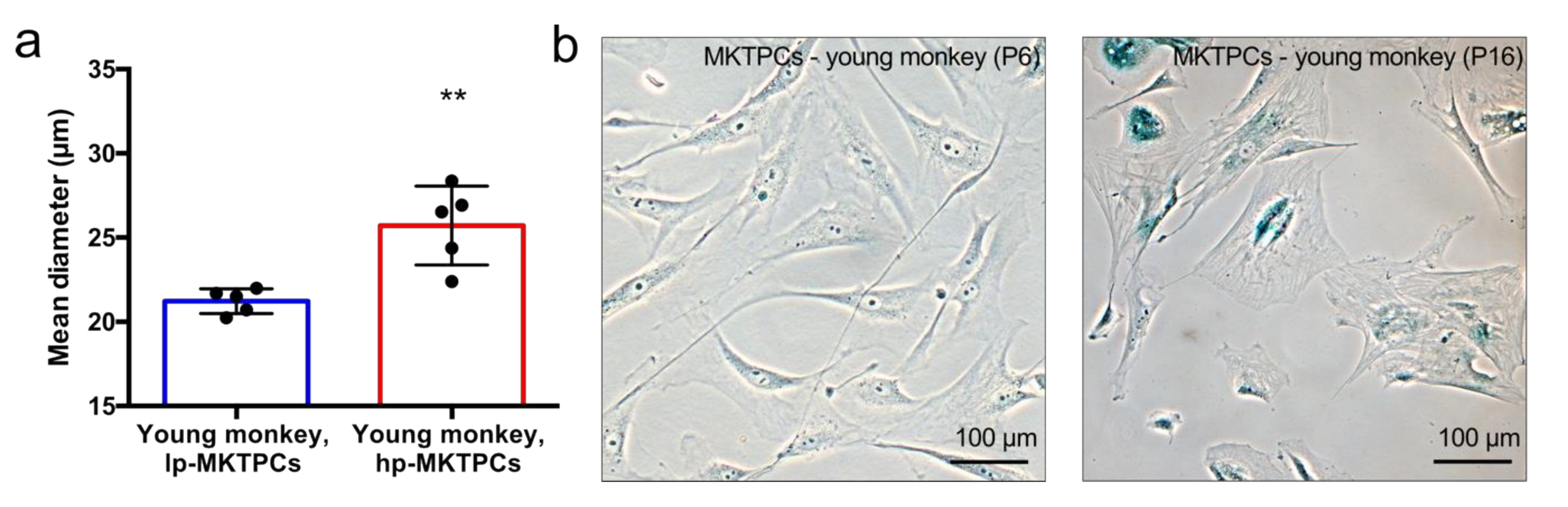 Cells 09 02498 g001 Cells 09 02498 g001
