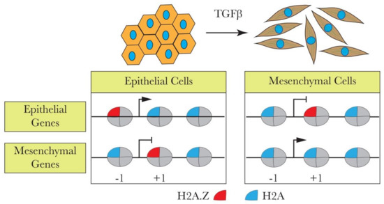 Cells 09 02499 g001 550