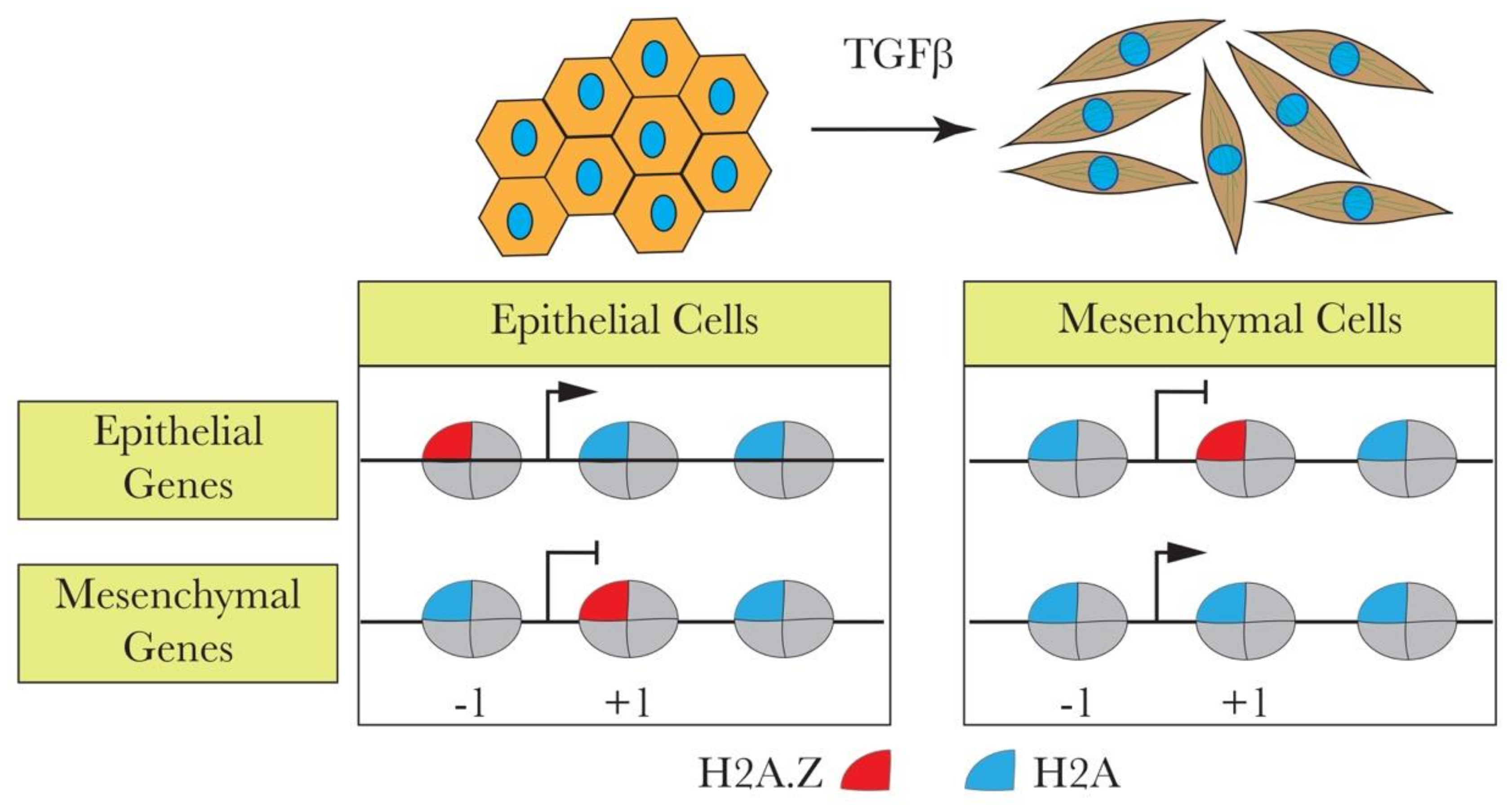 Cells 09 02499 g001