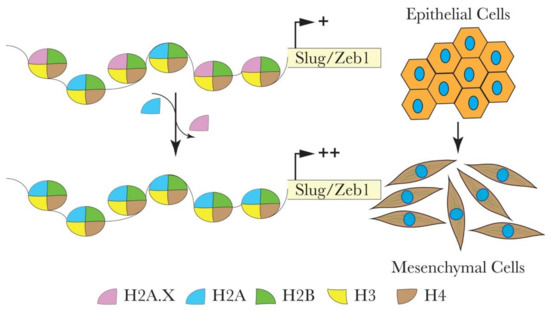 Cells 09 02499 g002 550