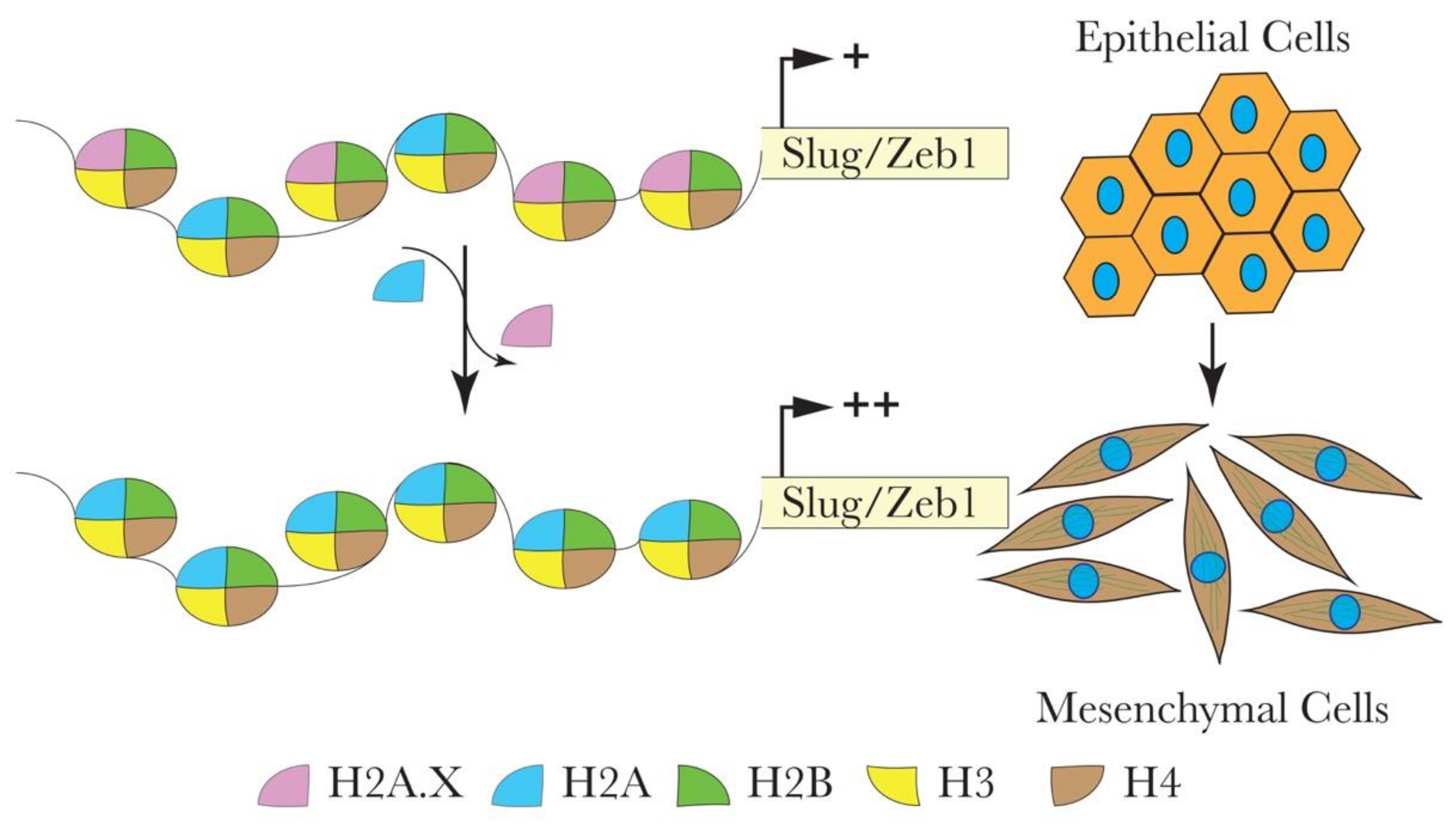 Cells 09 02499 g002