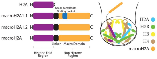 Cells 09 02499 g003 550