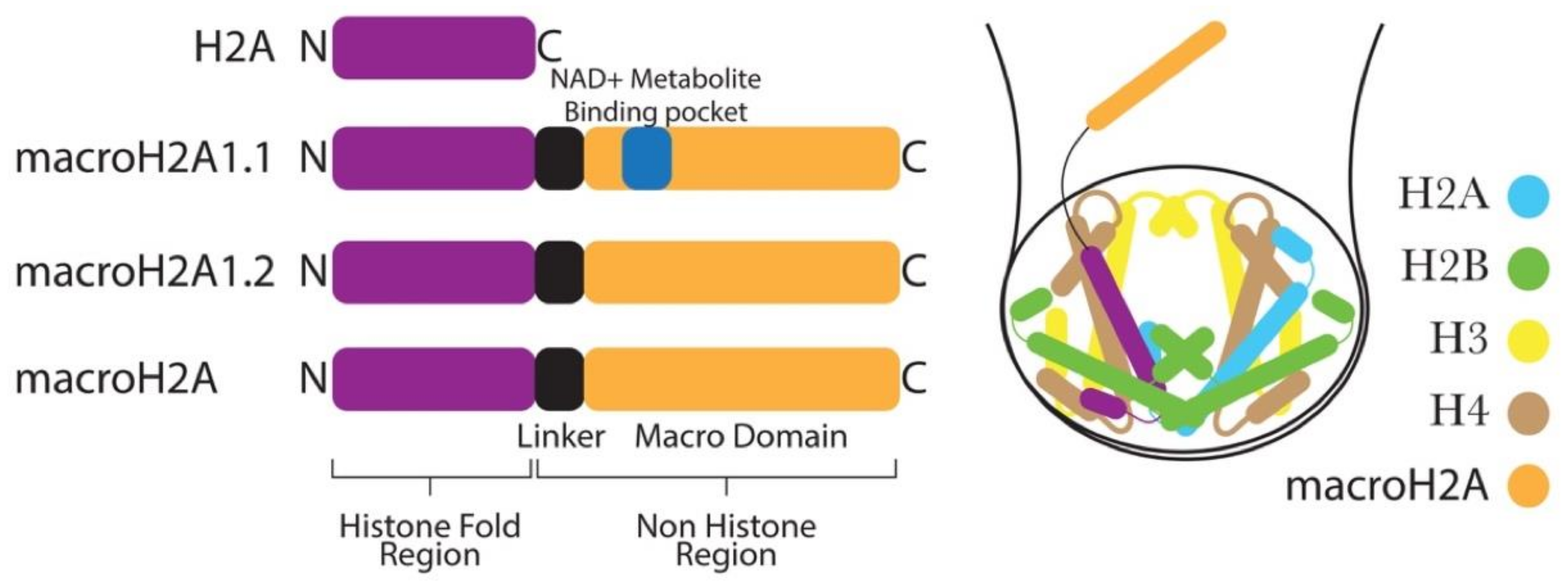 Cells 09 02499 g003
