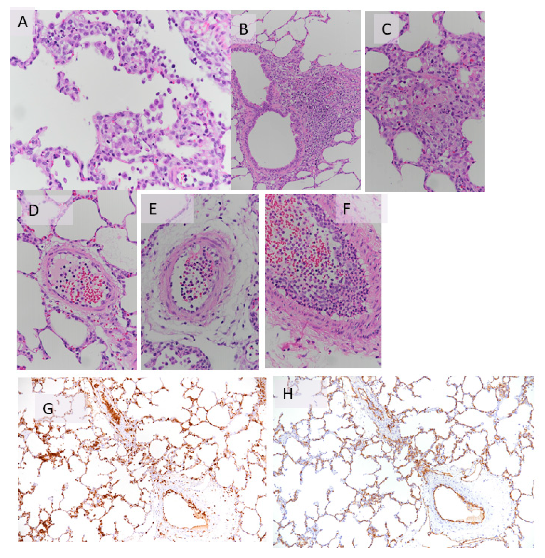 Cells 09 02501 g007 Cells 09 02501 g007