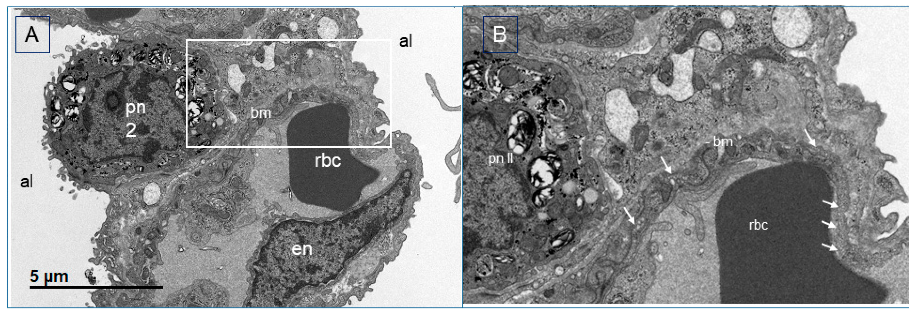 Cells 09 02501 g009 Cells 09 02501 g009