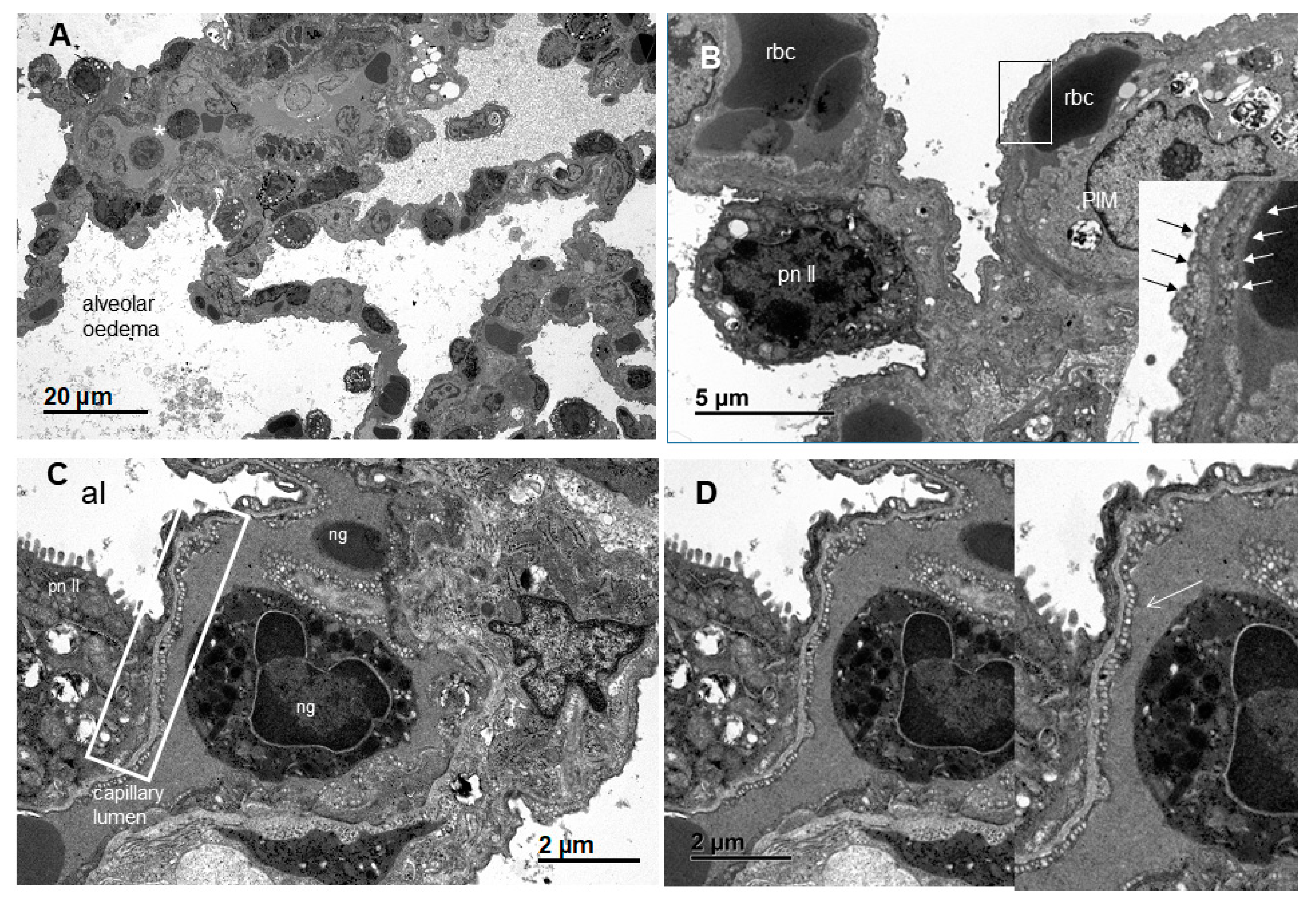 Cells 09 02501 g010 Cells 09 02501 g010