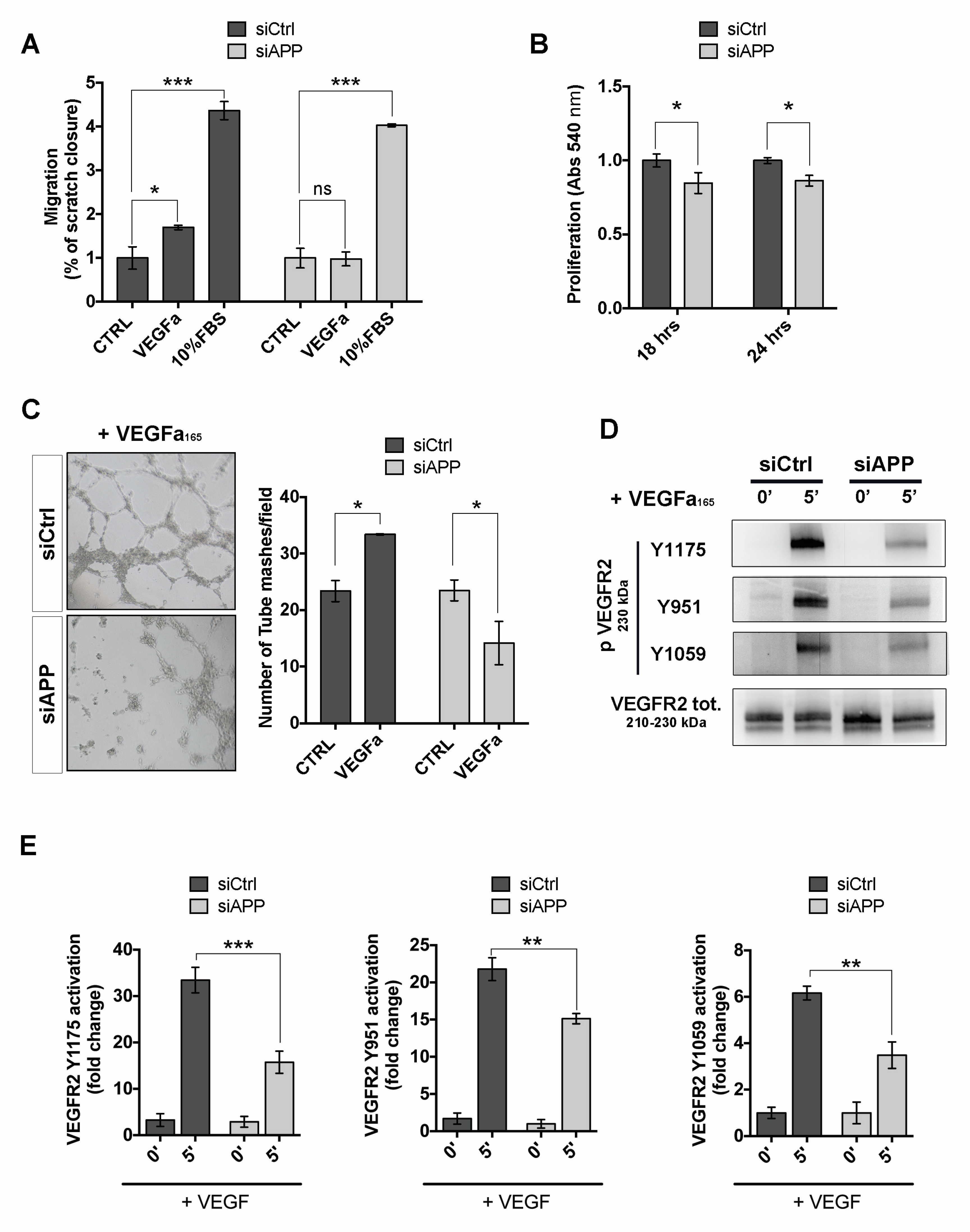 Cells 09 02506 g005 Cells 09 02506 g005