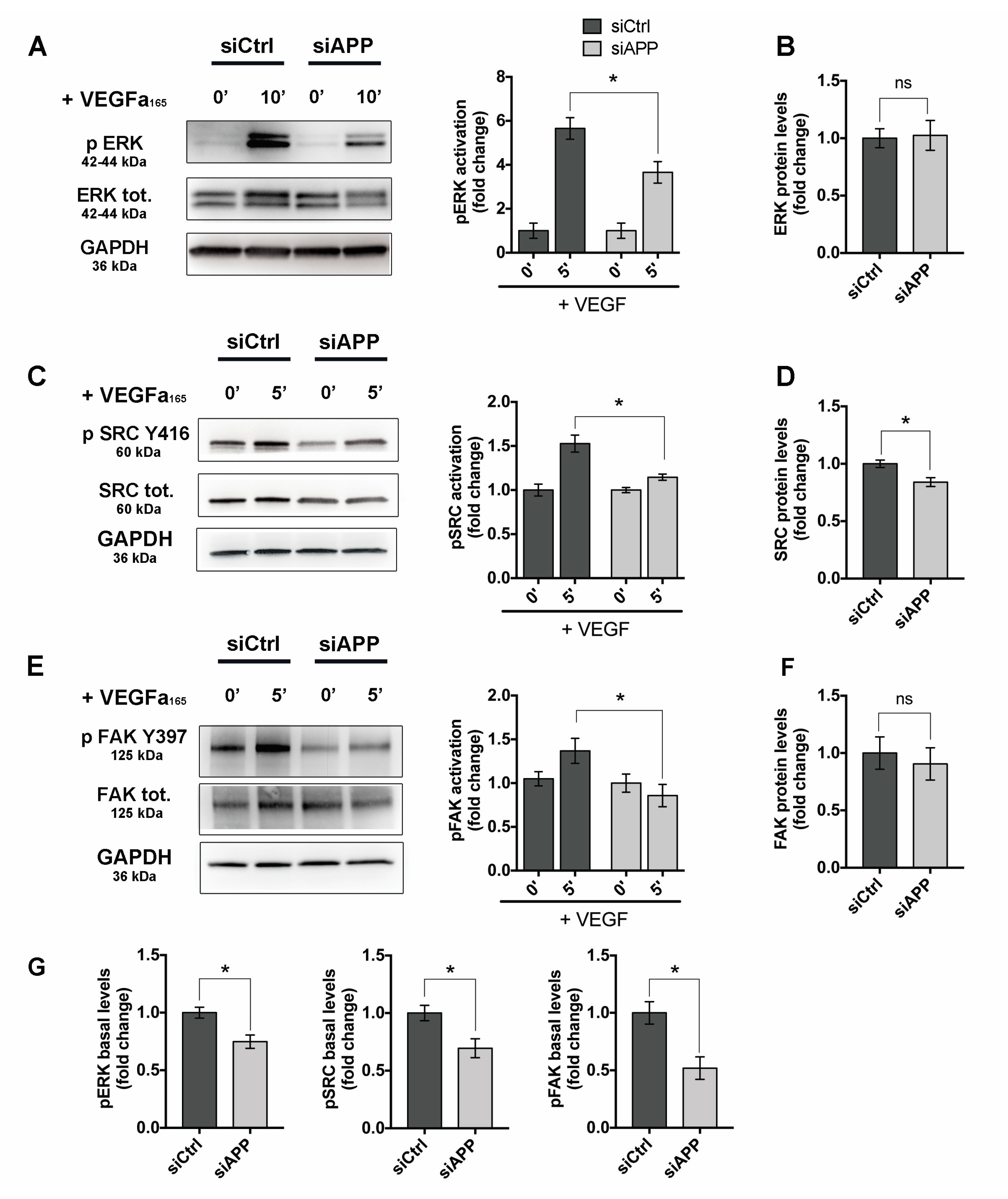 Cells 09 02506 g006 Cells 09 02506 g006