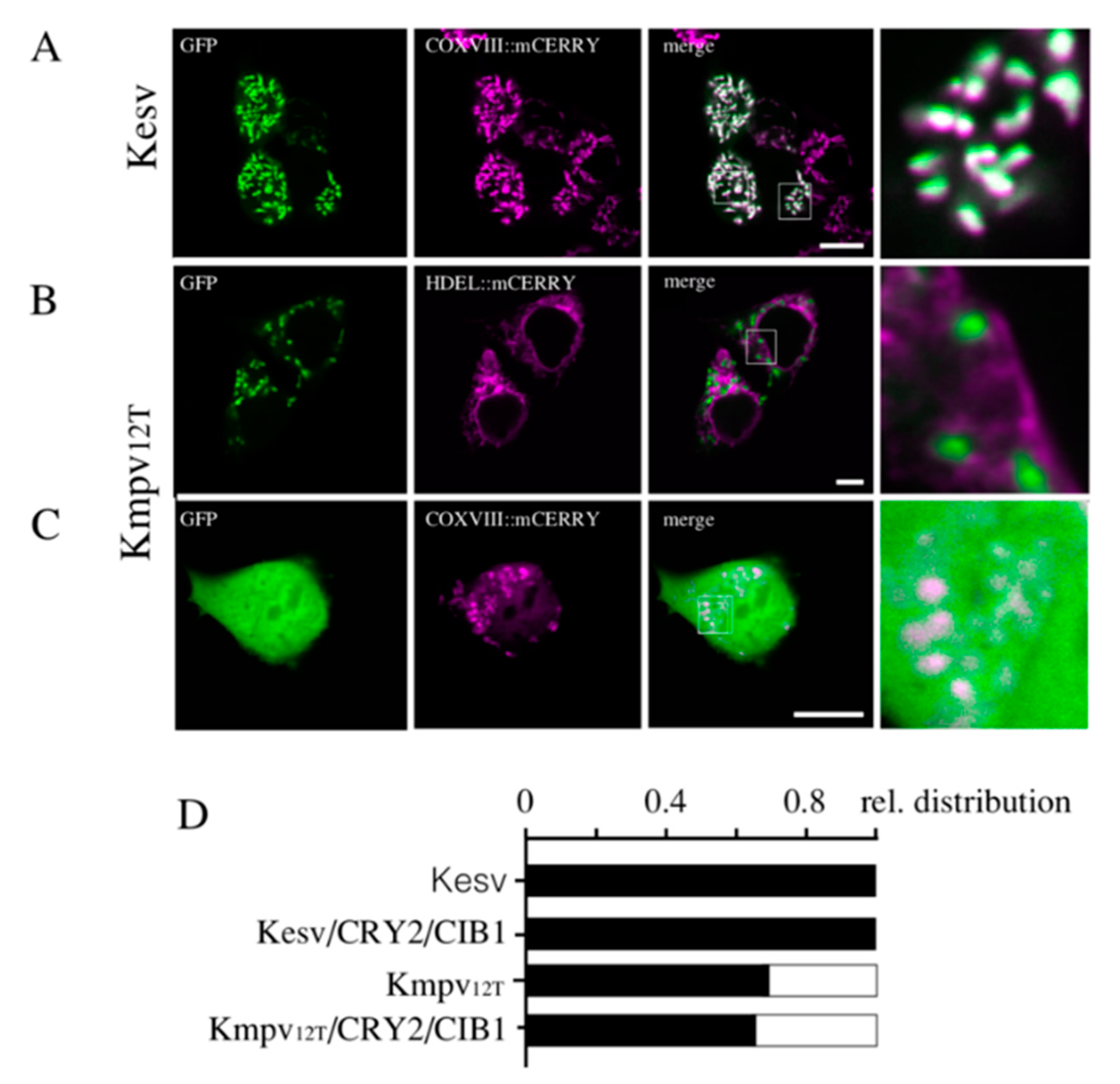 Cells 09 02507 g001 Cells 09 02507 g001