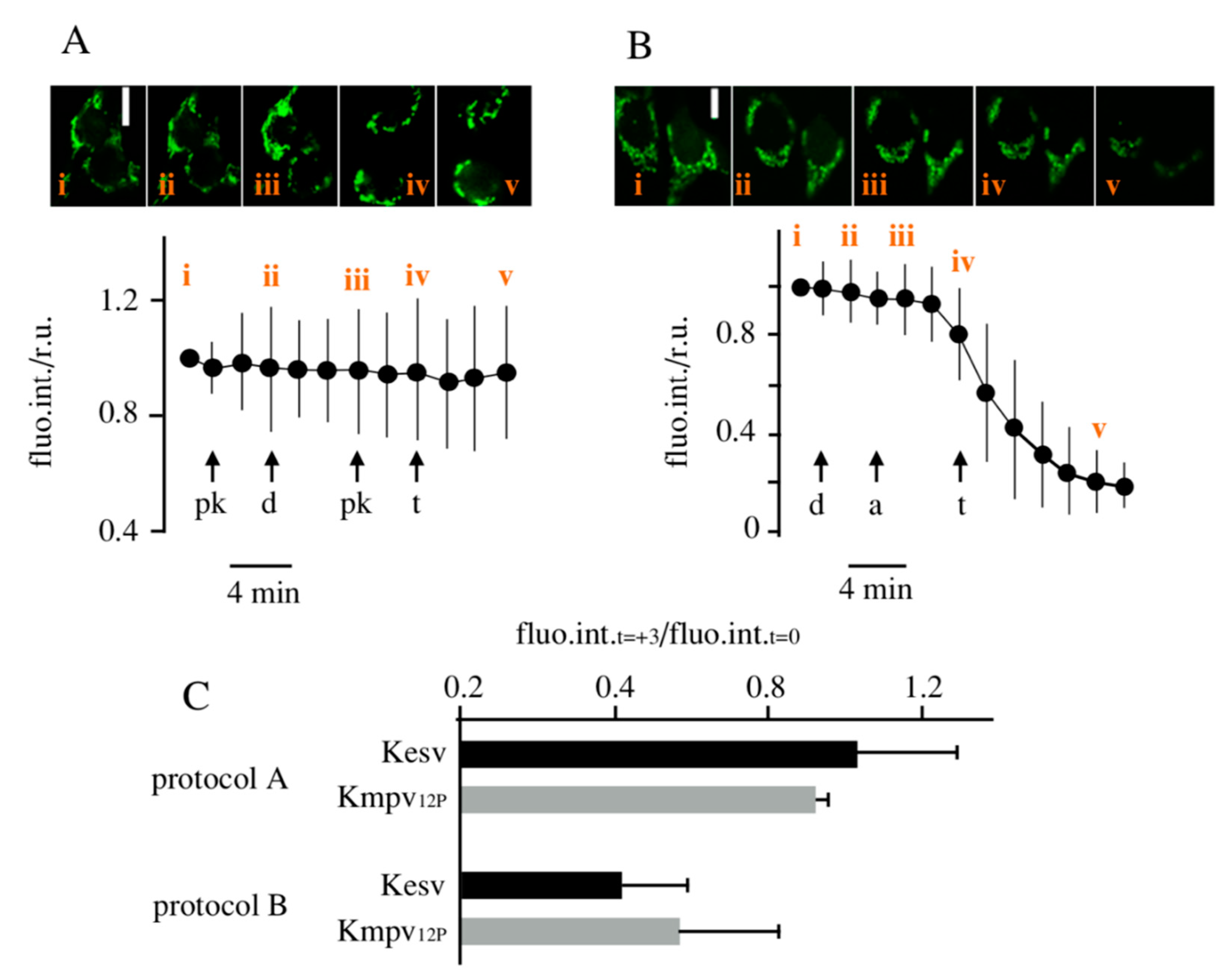 Cells 09 02507 g005 Cells 09 02507 g005