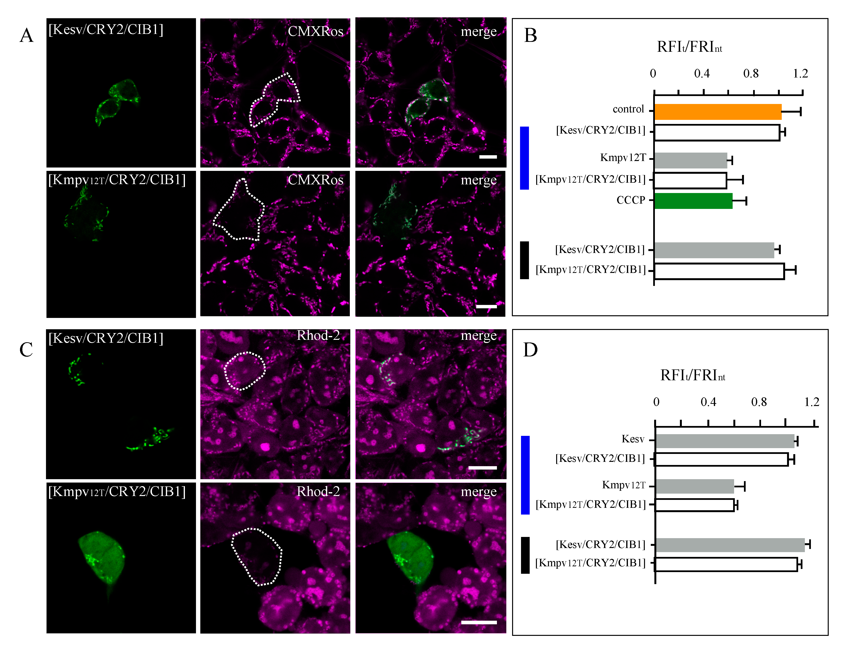Cells 09 02507 g007 Cells 09 02507 g007
