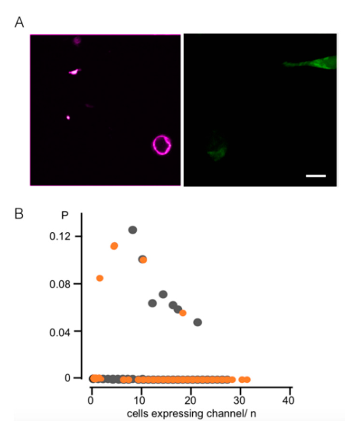 Cells 09 02507 g008 Cells 09 02507 g008