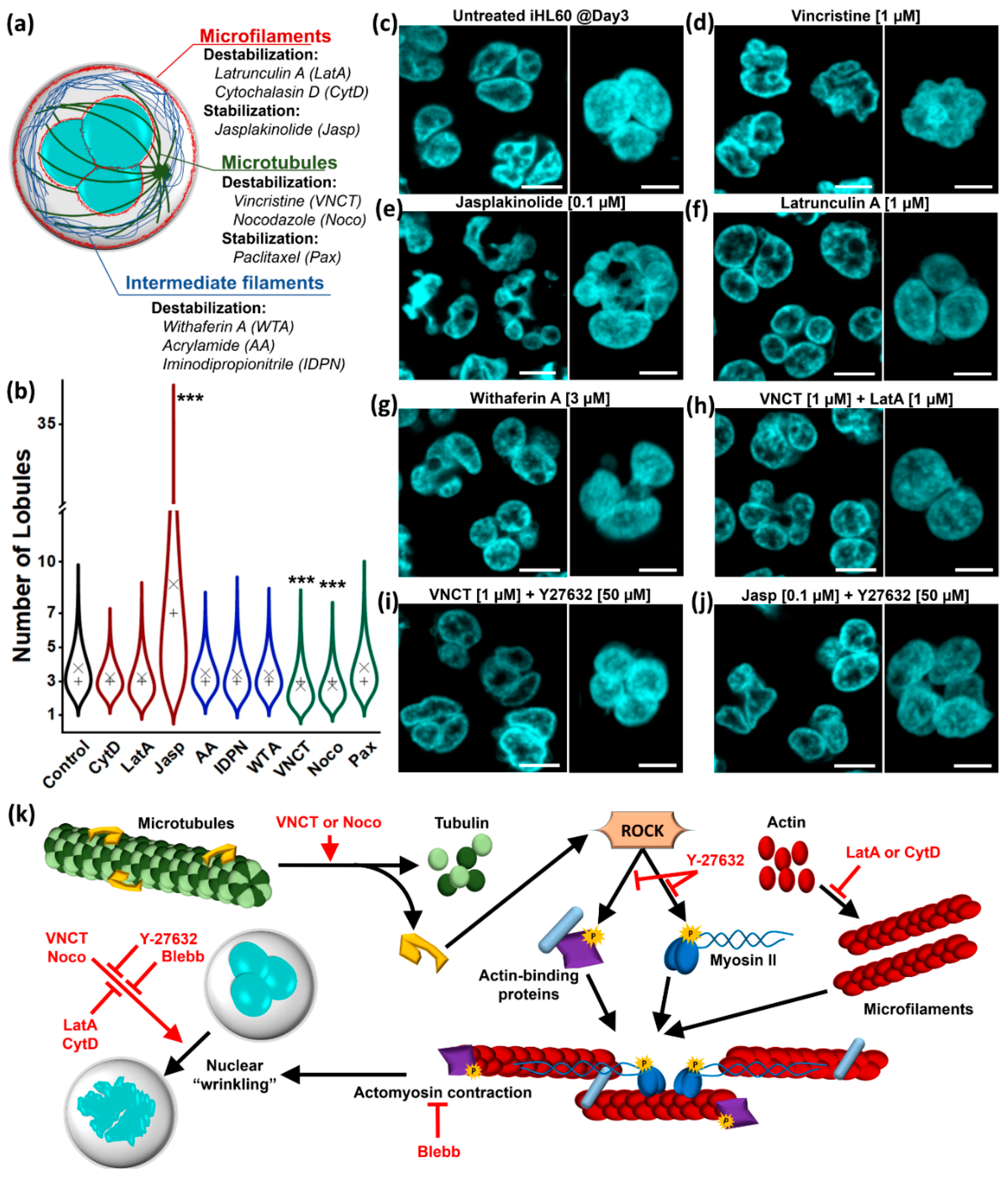 Cells 09 02509 g001 Cells 09 02509 g001
