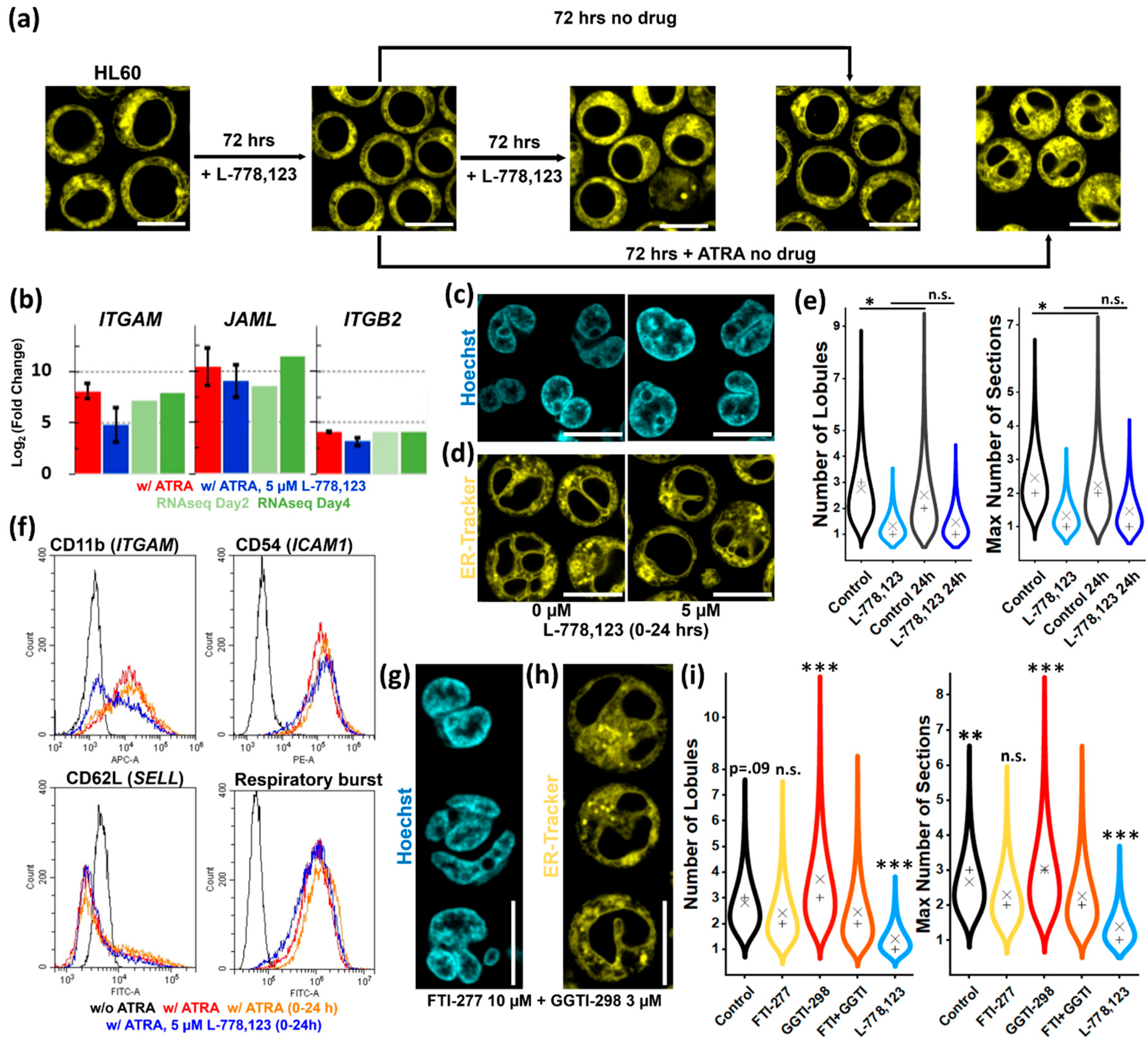 Cells 09 02509 g005 Cells 09 02509 g005
