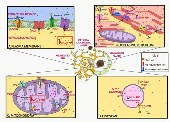 Cells 09 02513 g001 550