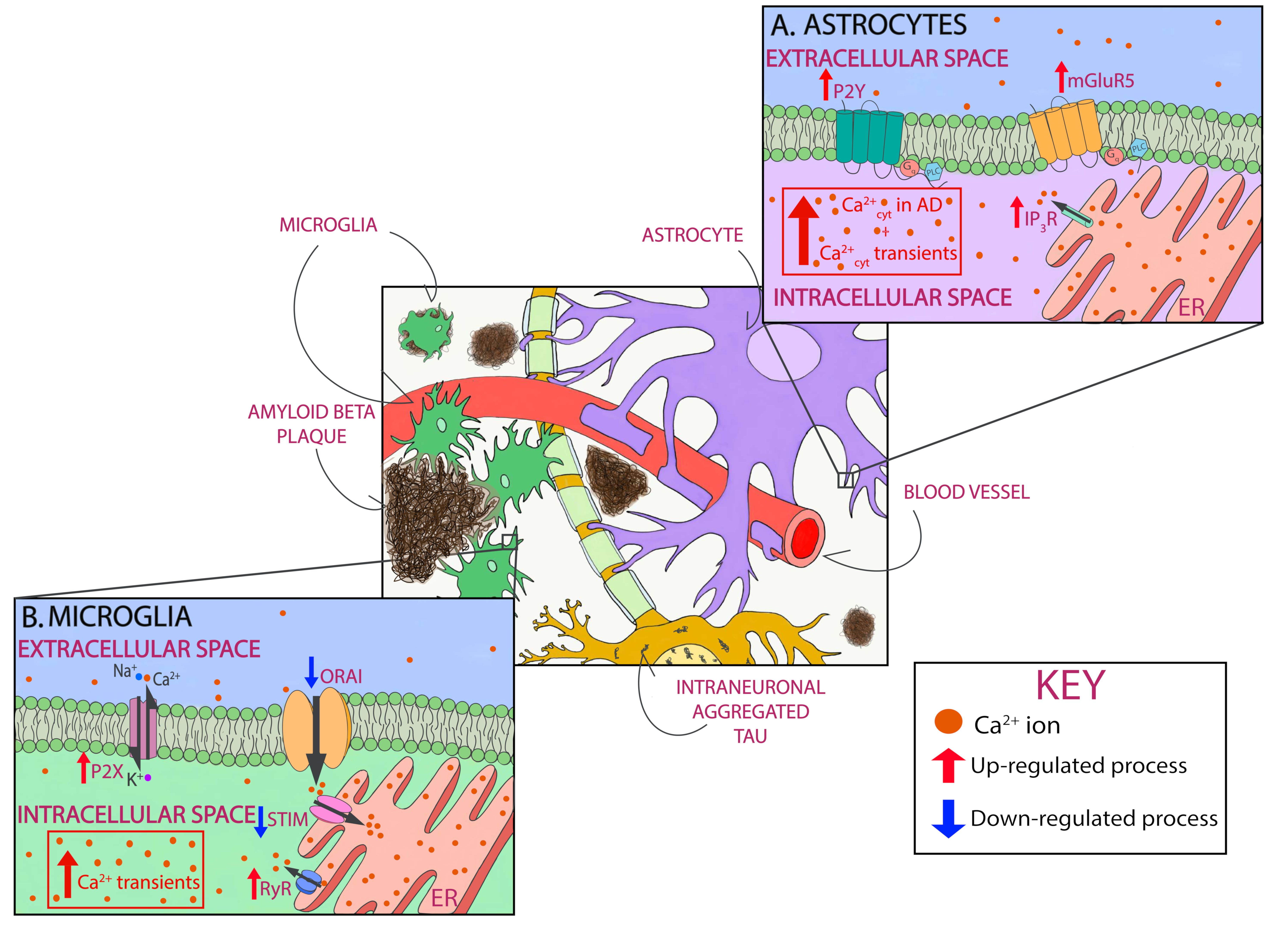 Cells 09 02513 g002 Cells 09 02513 g002