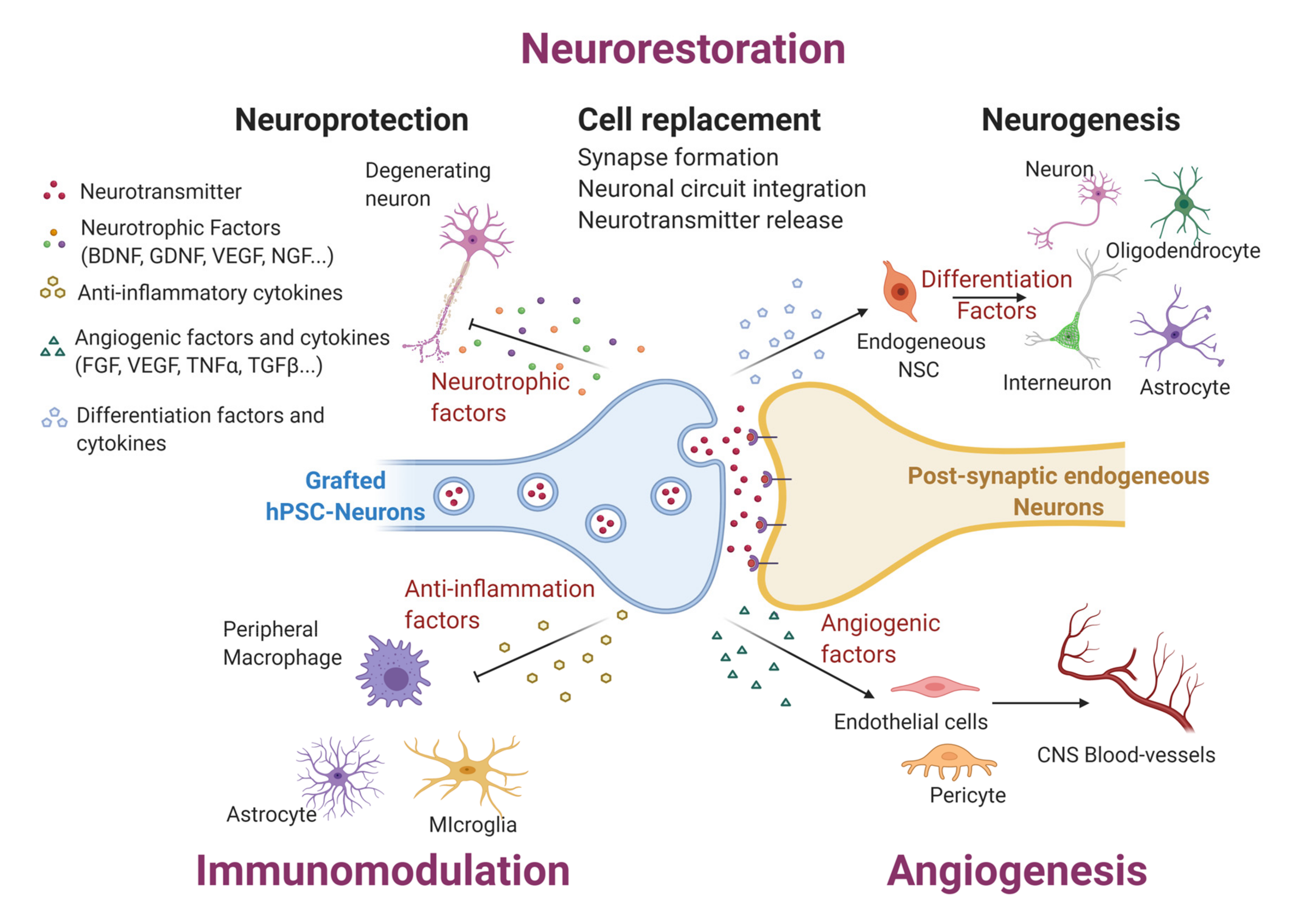 Induced pluripotent Stem Cells. HPSC-клетки. Pluripotent Stem Cells Painting.