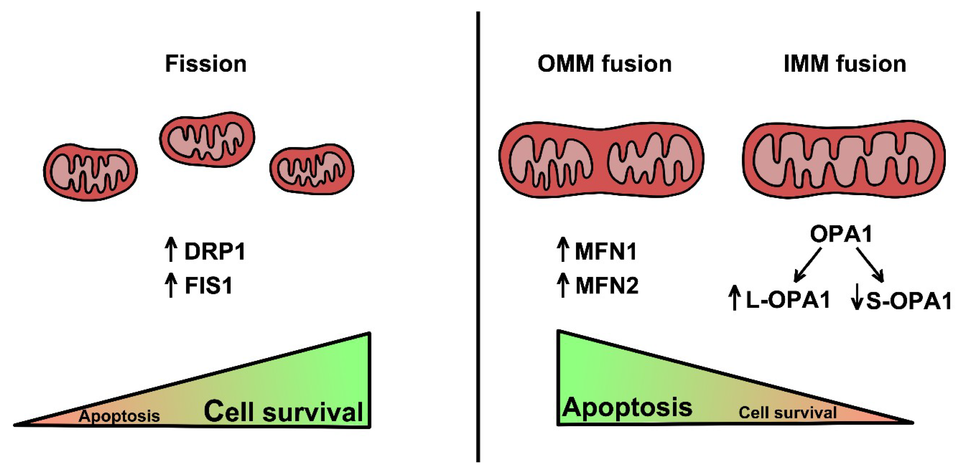 Cells 09 02519 g001 Cells 09 02519 g001