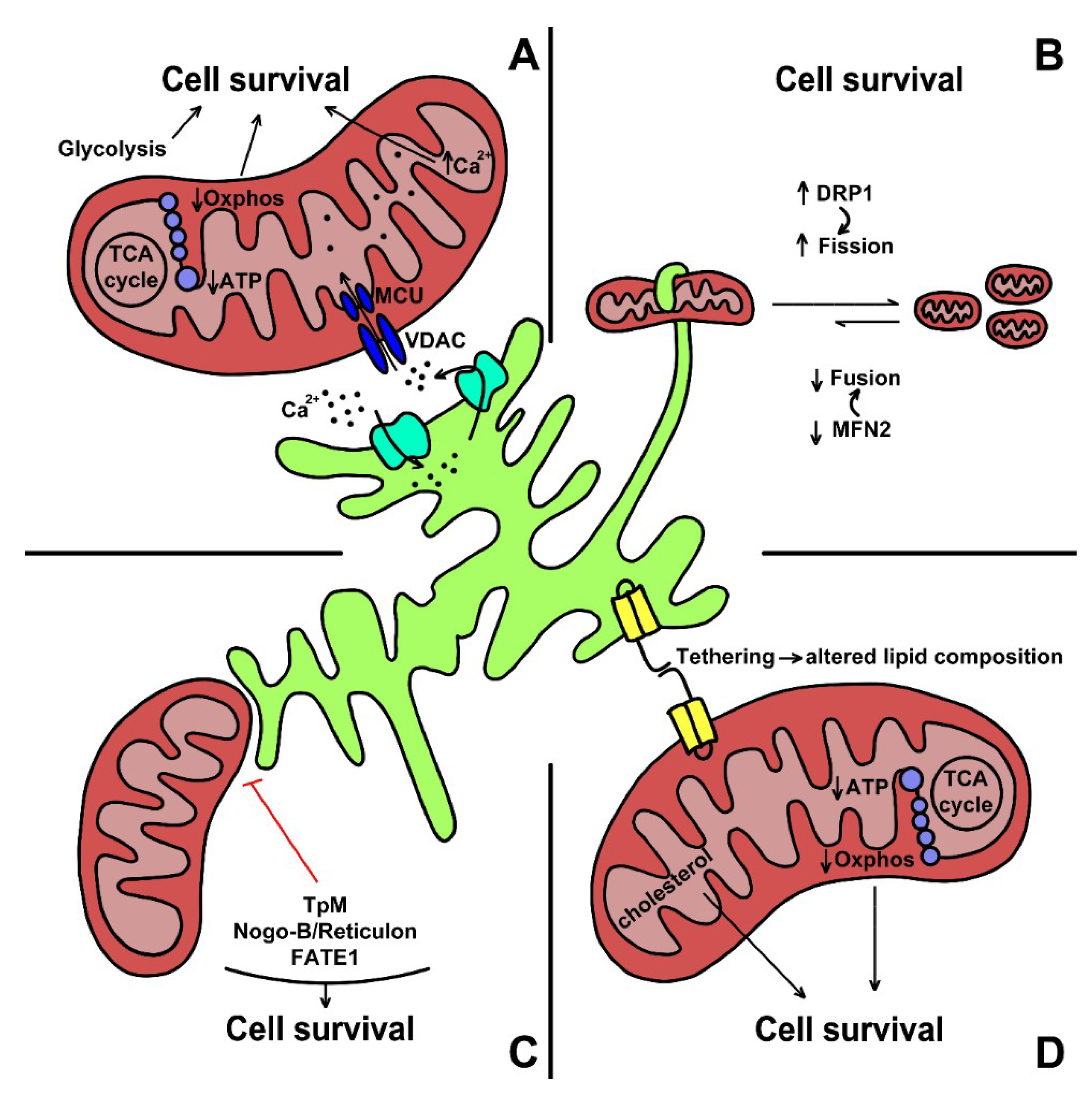 Cells 09 02519 g002 Cells 09 02519 g002