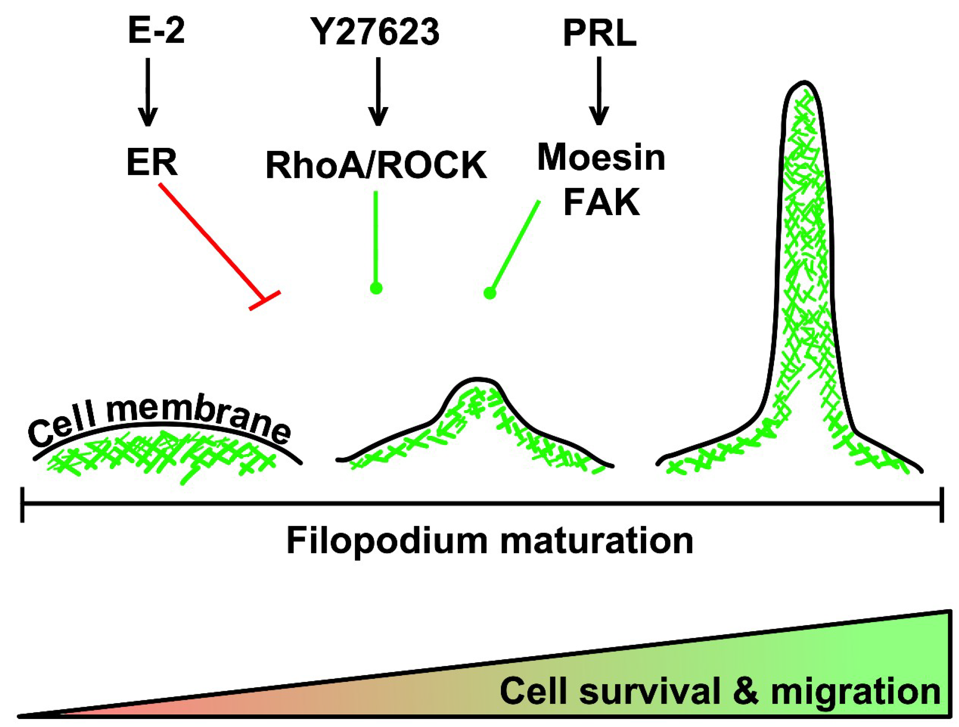 Cells 09 02519 g003 Cells 09 02519 g003